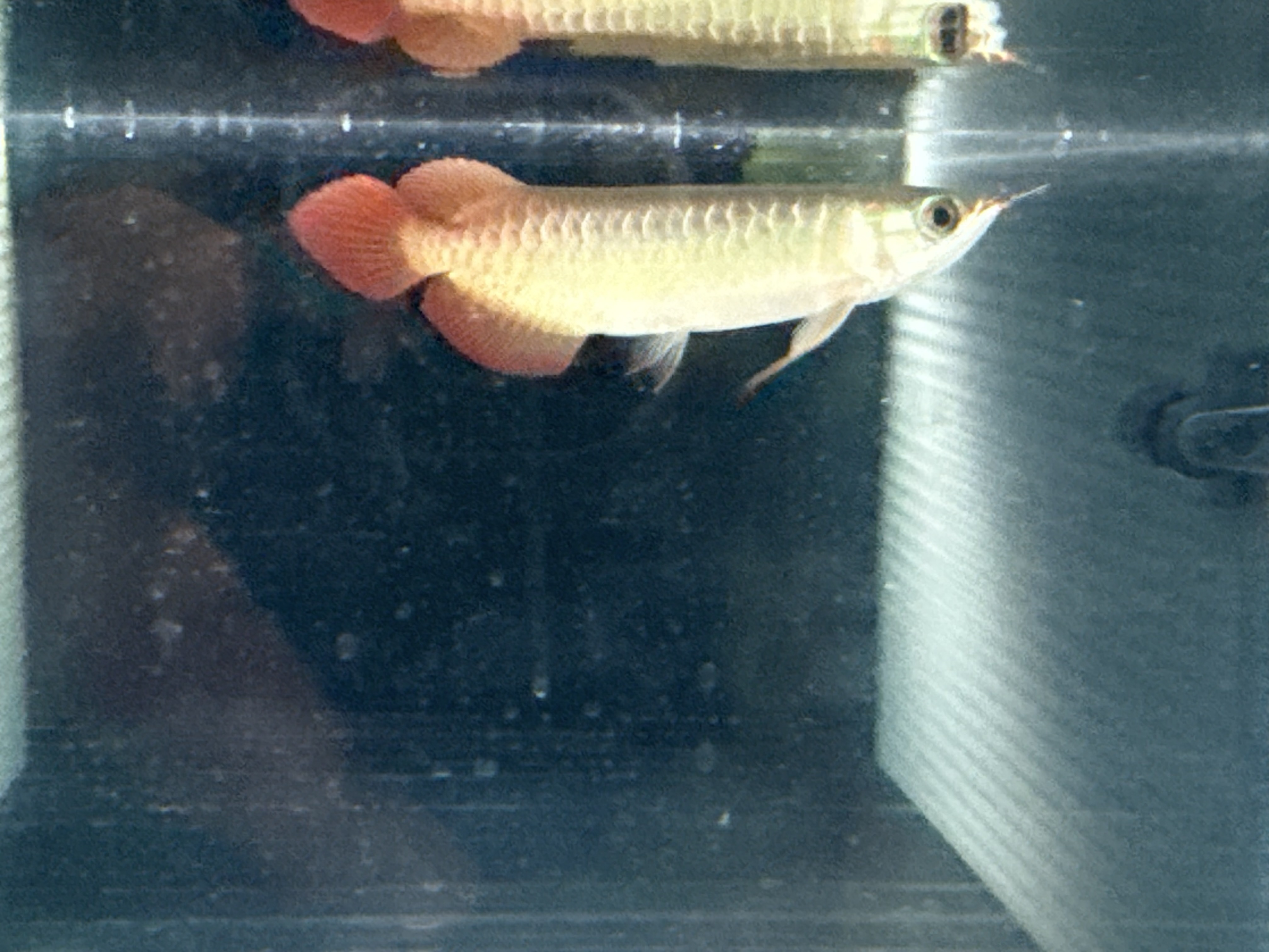 B02②  AGUSスーパーレッドF4  22㎝前後　PT.ARWANA LESTARI  アジアアロワナ　紅龍　250-009763