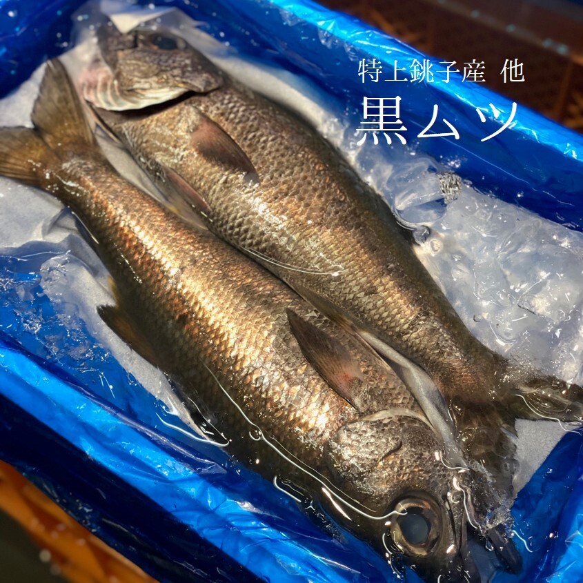特上クロムツ 千葉産 他 1尾1 1 5キロサイズ 黒ムツ クロムツ1 1 5k 豊洲市場 冷蔵 Okawari 豊洲直送の高級海産物をお届け