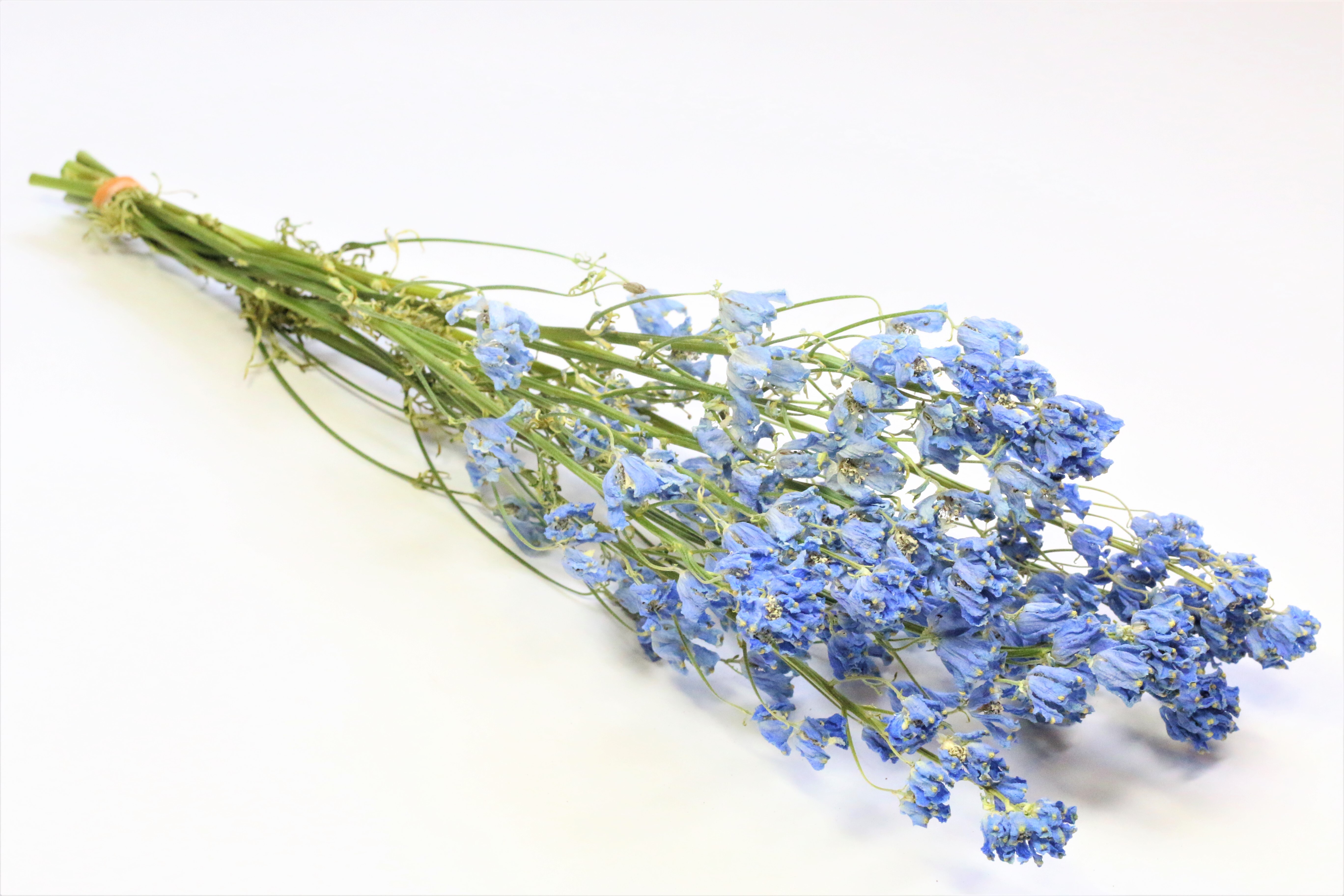 デルフィニウム ライトブルー Watanabe Flower Farm Samiha