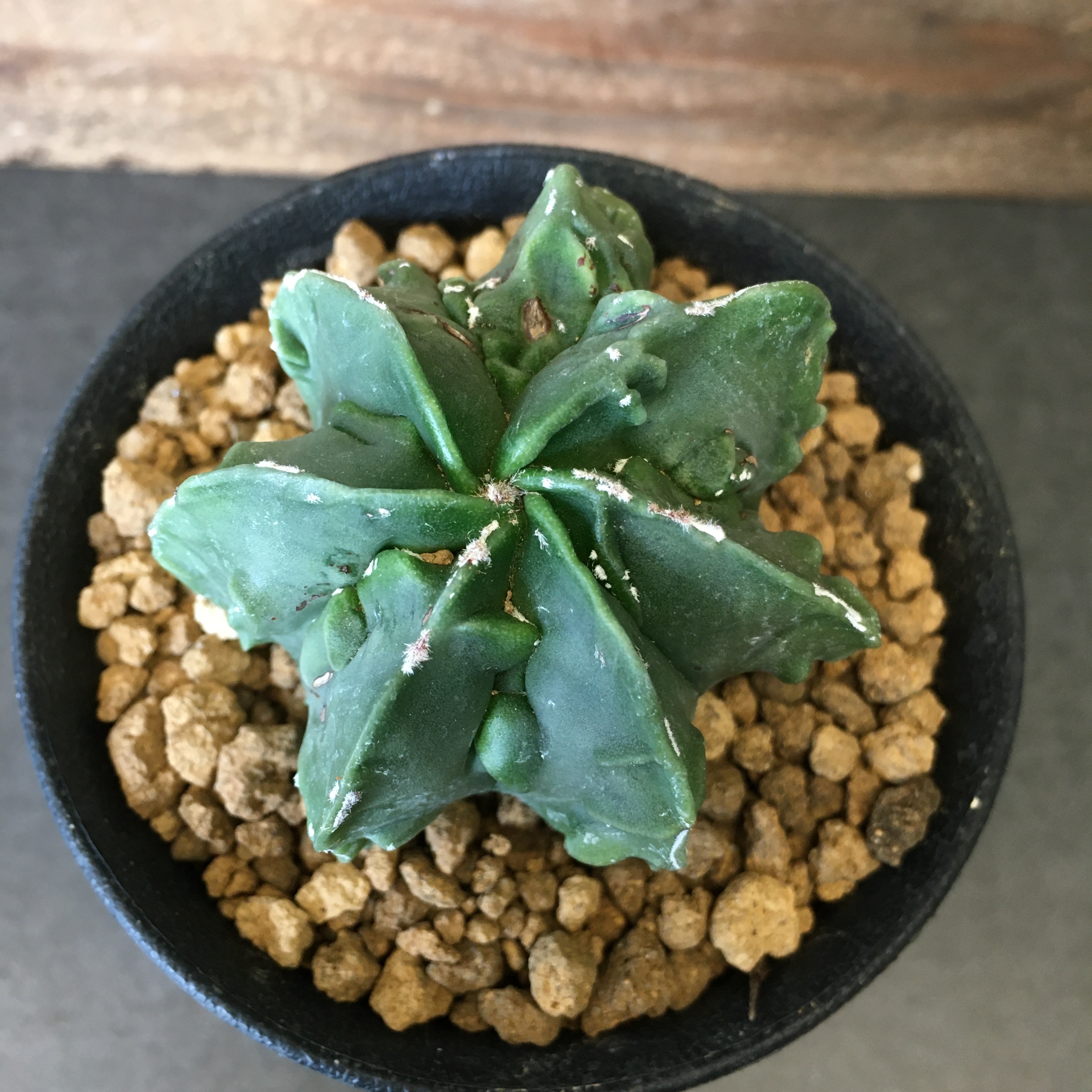 サボテン アストロフィツム 複隆碧瑠璃ランポー玉 Protoleaf プロトリーフ