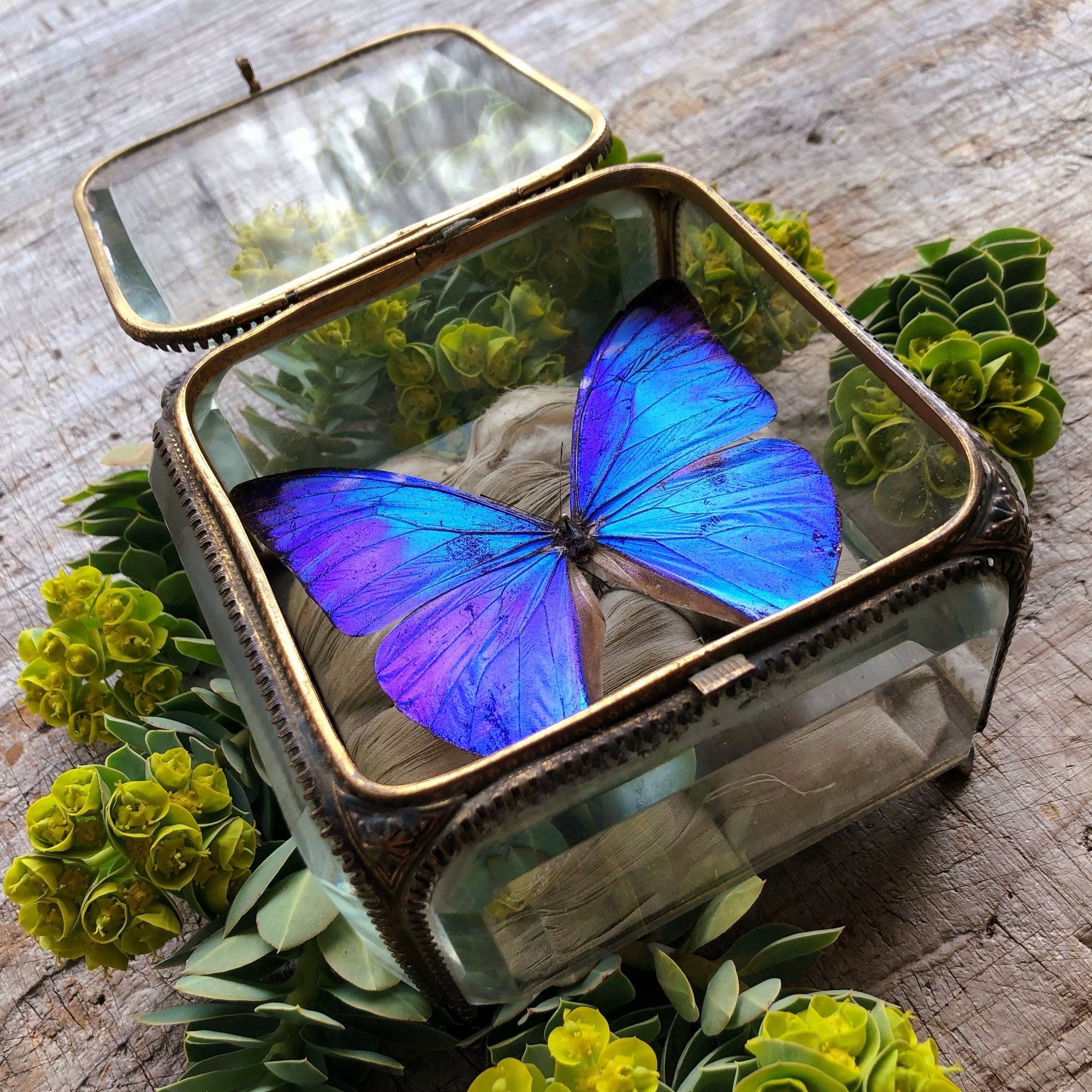 モルフォ蝶の標本入り宝石箱 メルキュール骨董店