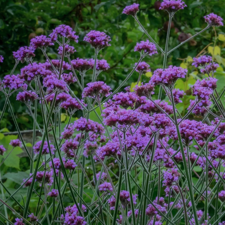 三尺バーベナ ボナリエンシス Verbena Bonariensis 天空のバラ園 無農薬バラ苗 花苗 クレマチス ハーブ産直販売