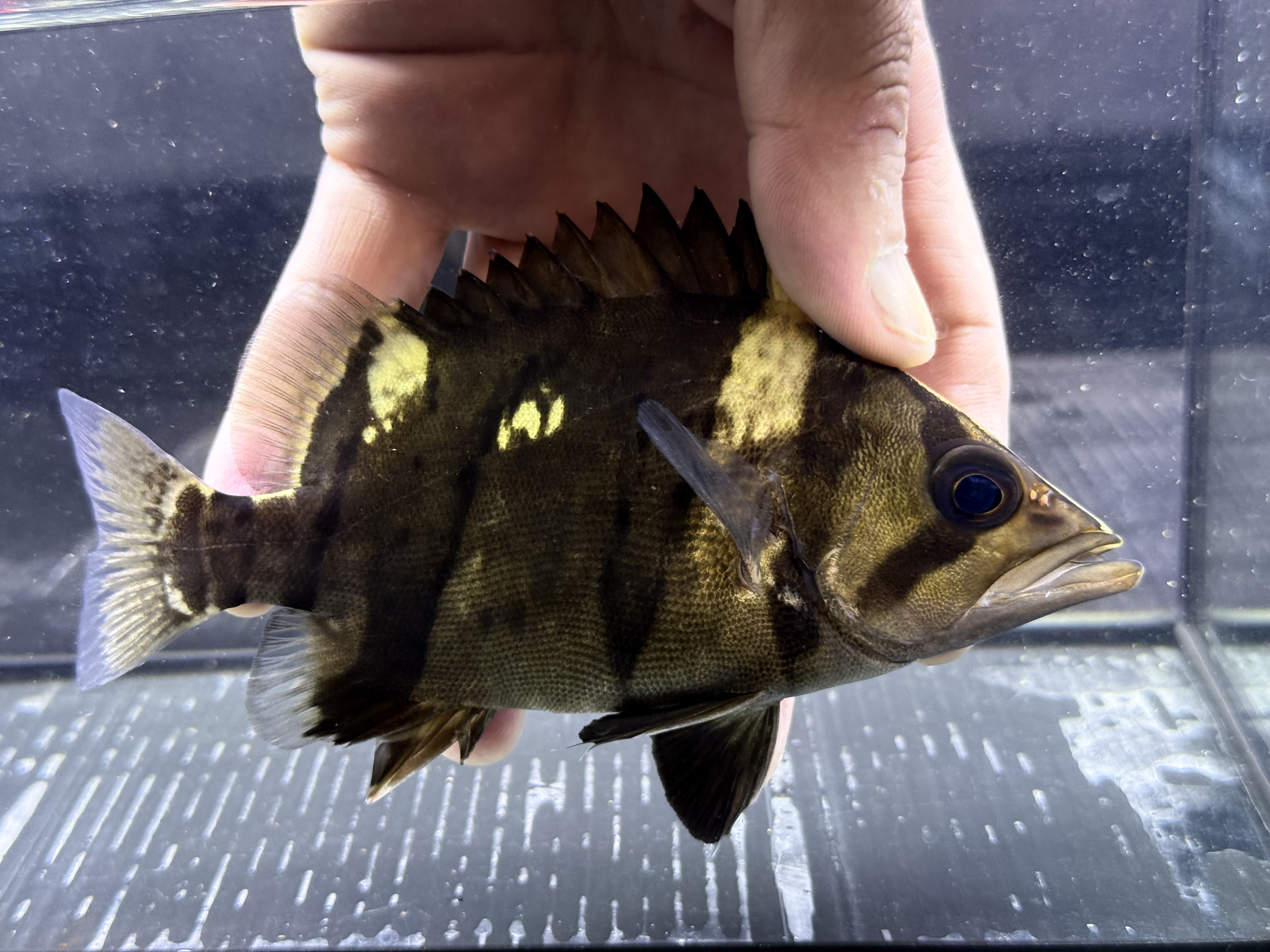 G08③  ダトニオリアルバンド　16㎝前後　おとひめ食べます