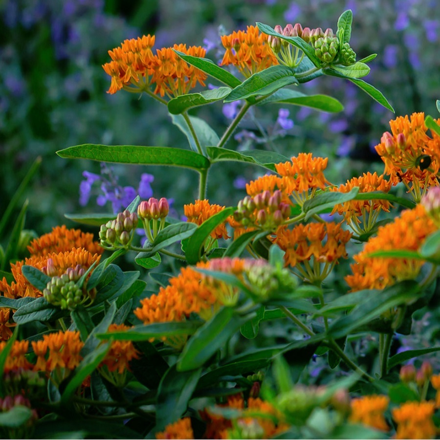 アスクレピアス Asclepias Tuberosa 天空のバラ園 無農薬バラ苗 花苗 クレマチス ハーブ産直販売