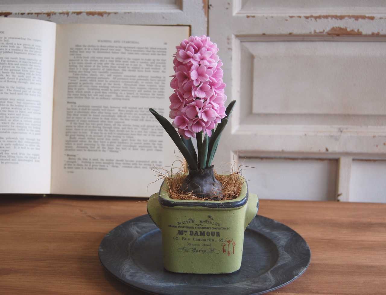 枯れないヒヤシンス 鉢植え ピンク アンティーク調キューブポット H431 Oldfantasy 枯れないヒヤシンス 鉢植え ピンク アンティーク調キューブポット H431 Oldfantasy