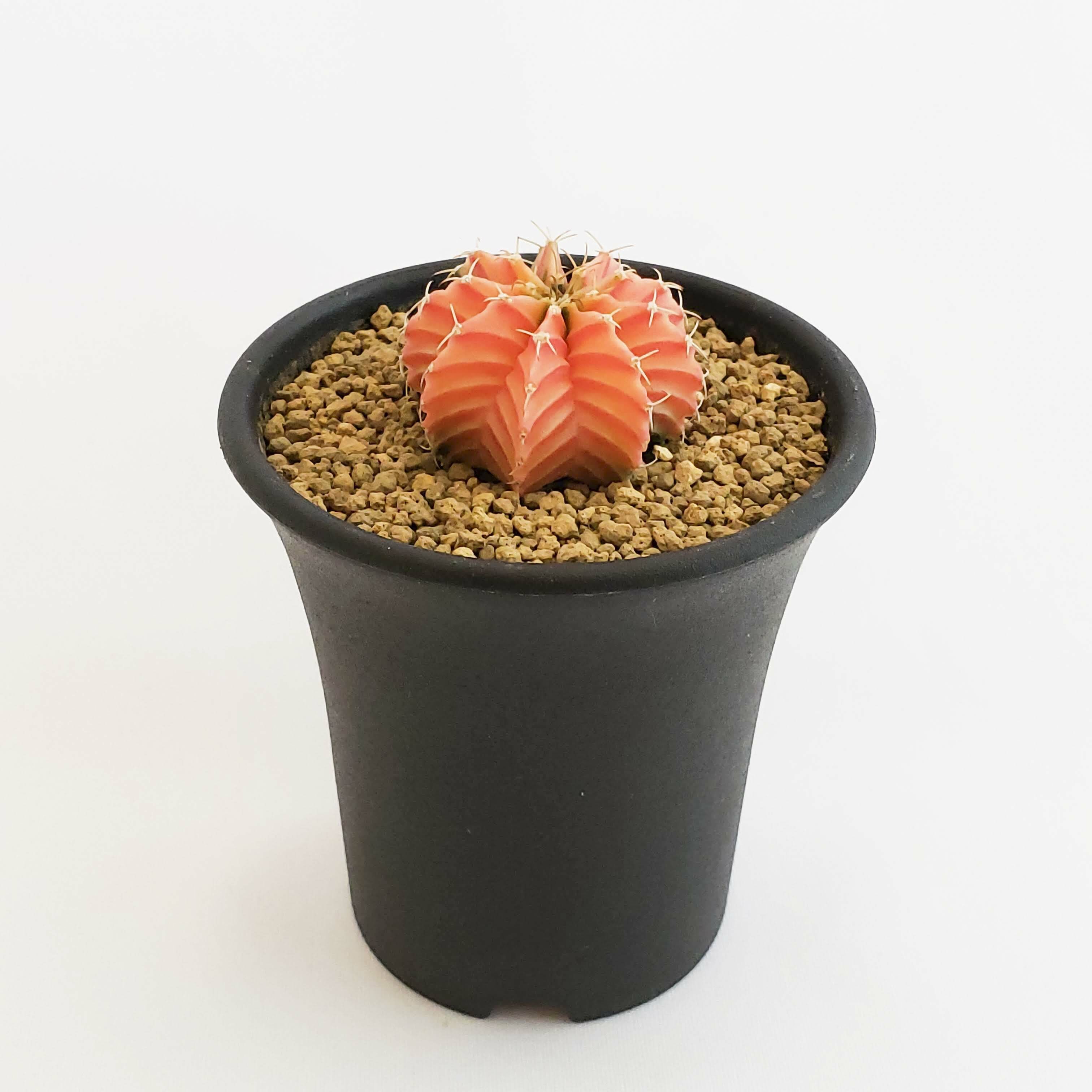 ギムノカリキウム Lb2178錦 ピンク 緑 Gymnocalycium Friedrichii Lb2178 Hybrid Variegata サボテン 牡丹花苑 ぼたにかえん サボテン ギムノカリキウム Lb2178錦 緋牡丹錦の通信販売 ギムノカリキウム Lb2178錦 ピンク 緑 Gymnocalycium Friedrichii Lb2178 Hybrid Variegata サボテン 牡丹花苑 ぼたにかえん サボテン ギムノカリキウム Lb2178錦 緋牡丹錦の通信販売