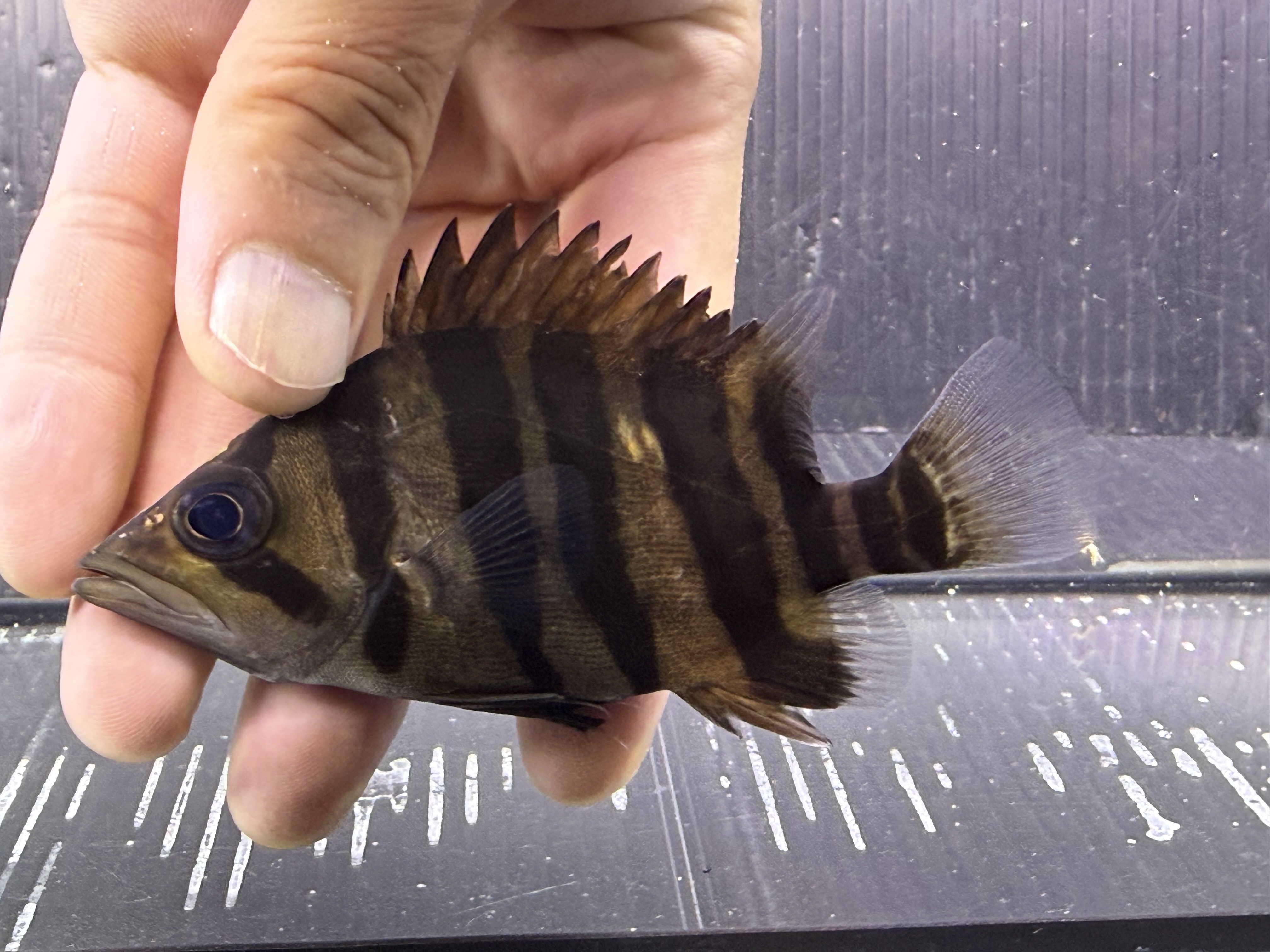 G03①  ダトニオプラスワン　片側フォークバンド　11㎝前後　おとひめ食べます