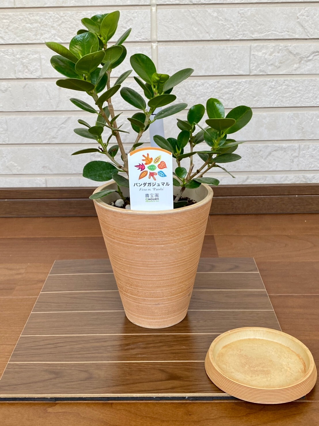 観葉植物 パンダガジュマル 5号 受け皿付き ハウスプランツショップ 観葉植物の通販サイト 観葉植物 パンダガジュマル 5号 受け皿付き ハウスプランツショップ 観葉植物の通販サイト