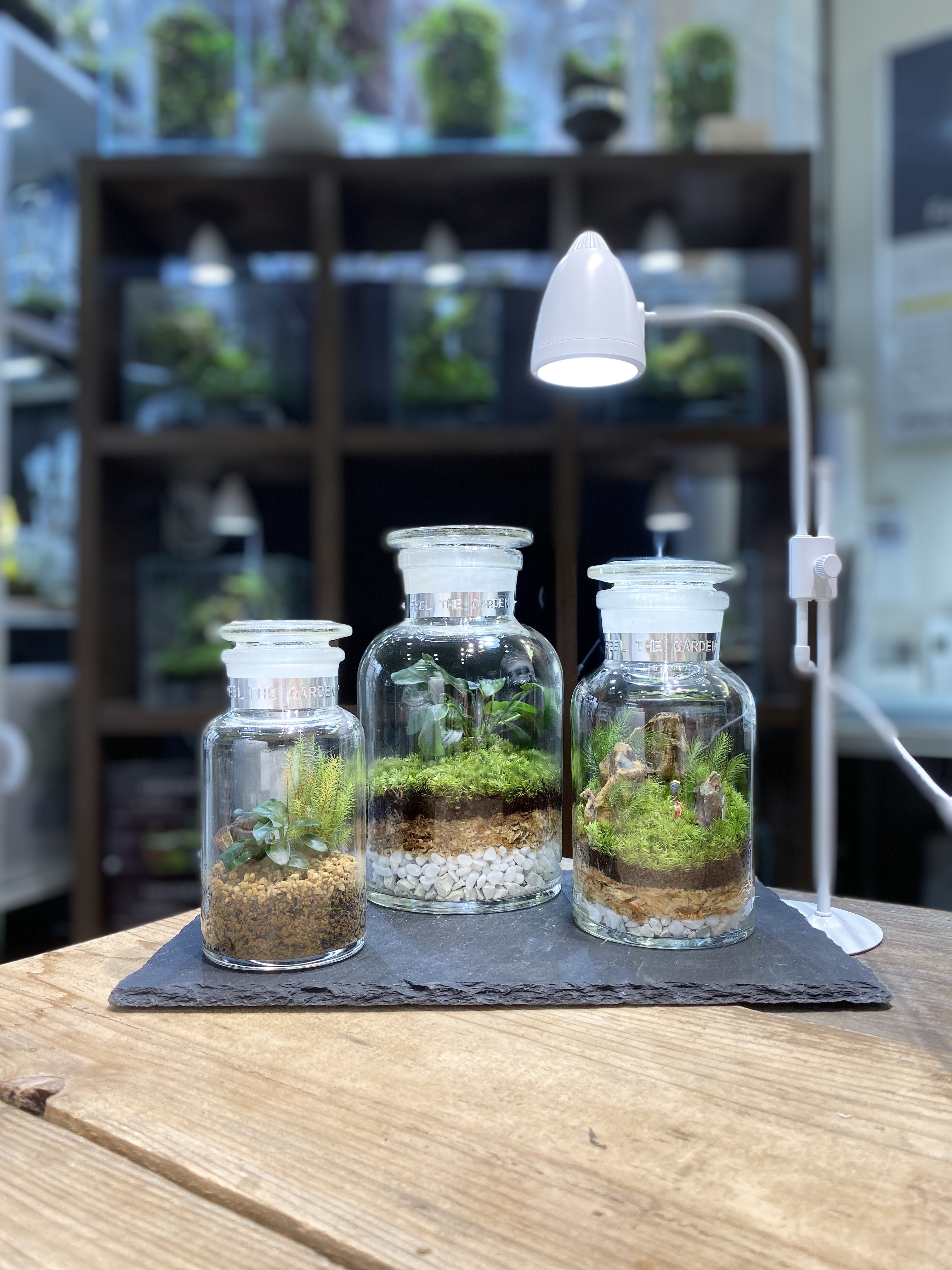 苔のテラリウム ボトルガーデニングセット Feel The Garden