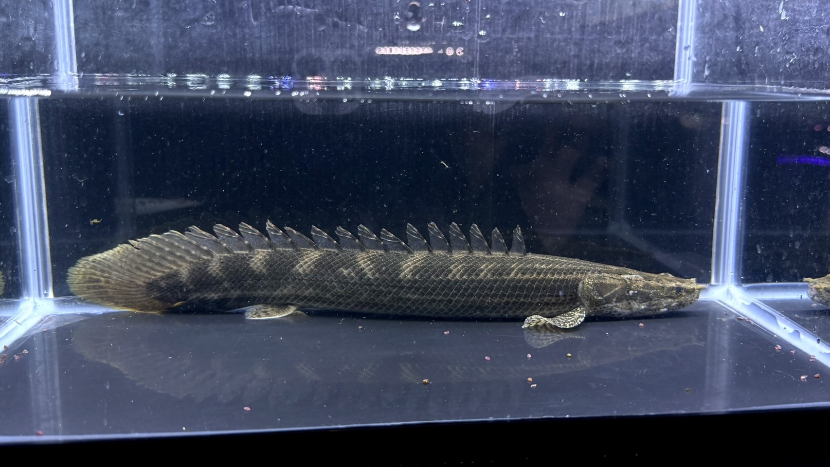 F03②   ナイルビチャー　バロ川　32㎝前後　薬浴完了済み