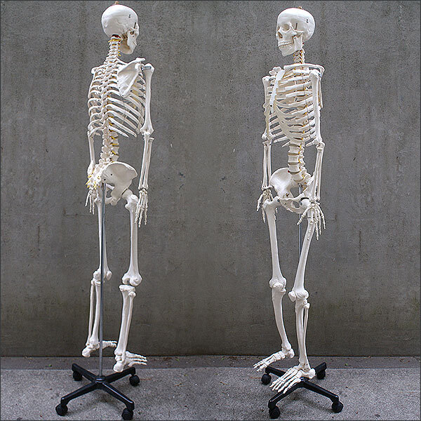人体模型 約166cm 全身 等身大 解剖学 セミナー人 体の骨格をリアルに表現 人体骨格模型 模型 骨格モデル 整体 整骨院 ヨガ Wavethestone