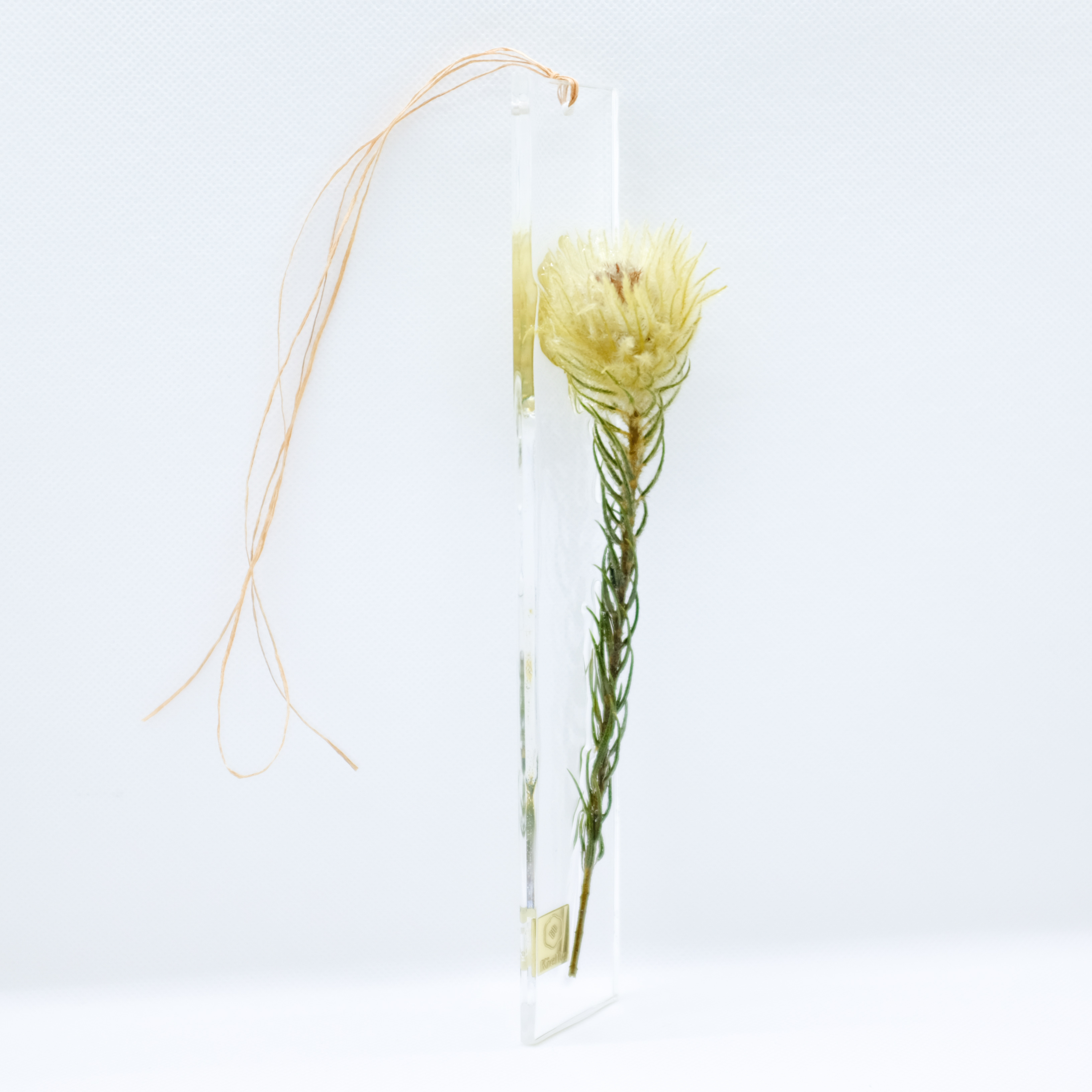 Dried Flower S フィリカ Kieka