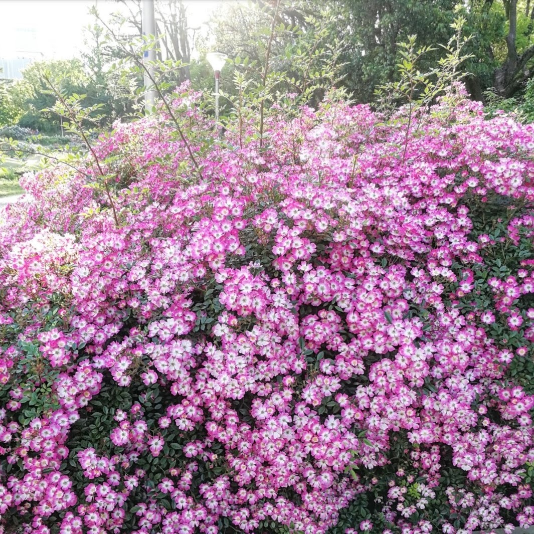 安曇野 Azumino 天空のバラ園 無農薬バラ苗 花苗 クレマチス ハーブ産直販売 安曇野 Azumino 天空のバラ園 無農薬バラ苗 花苗 クレマチス ハーブ産直販売