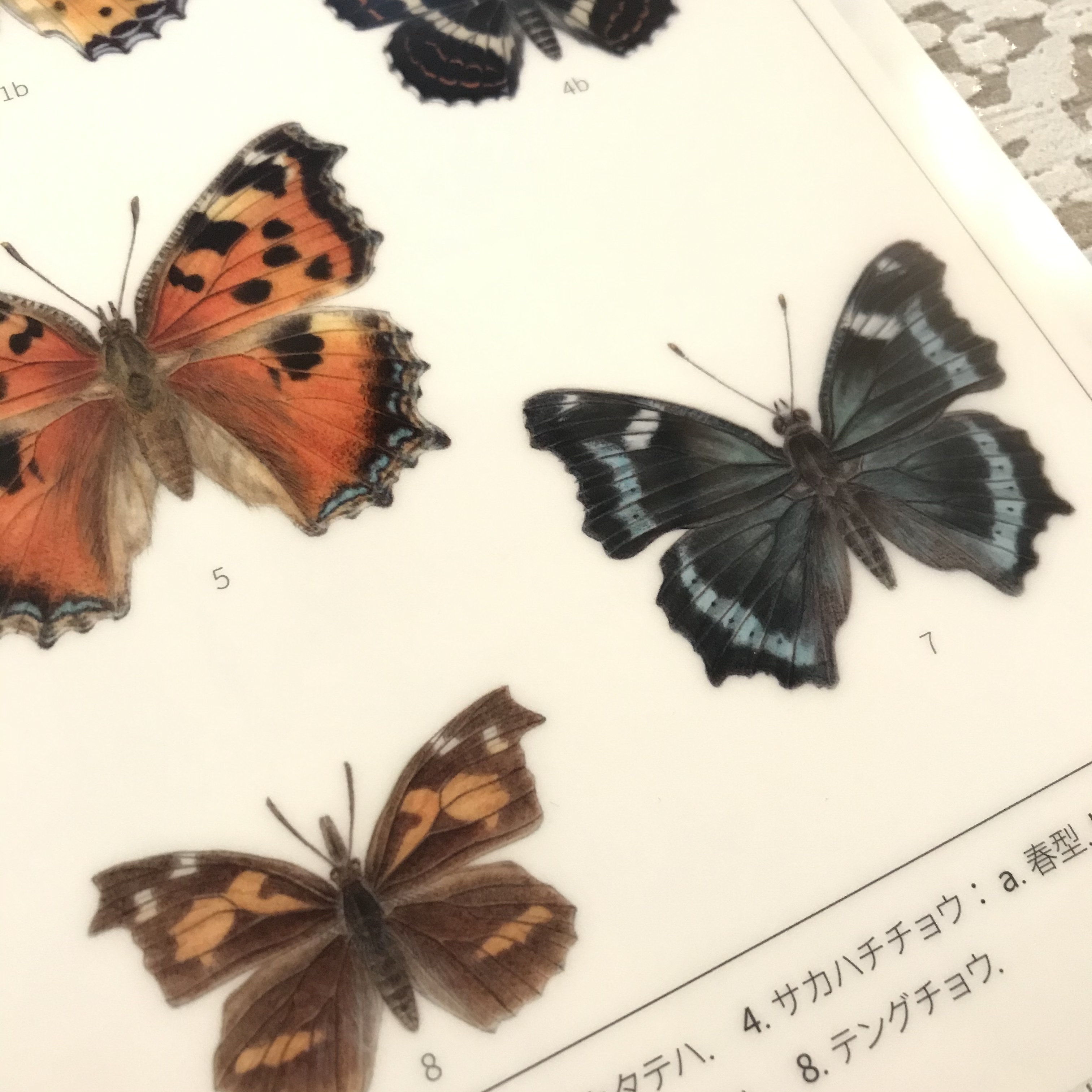 日本のチョウ タテハチョウ科 クリアファイル アトリエリジッタ