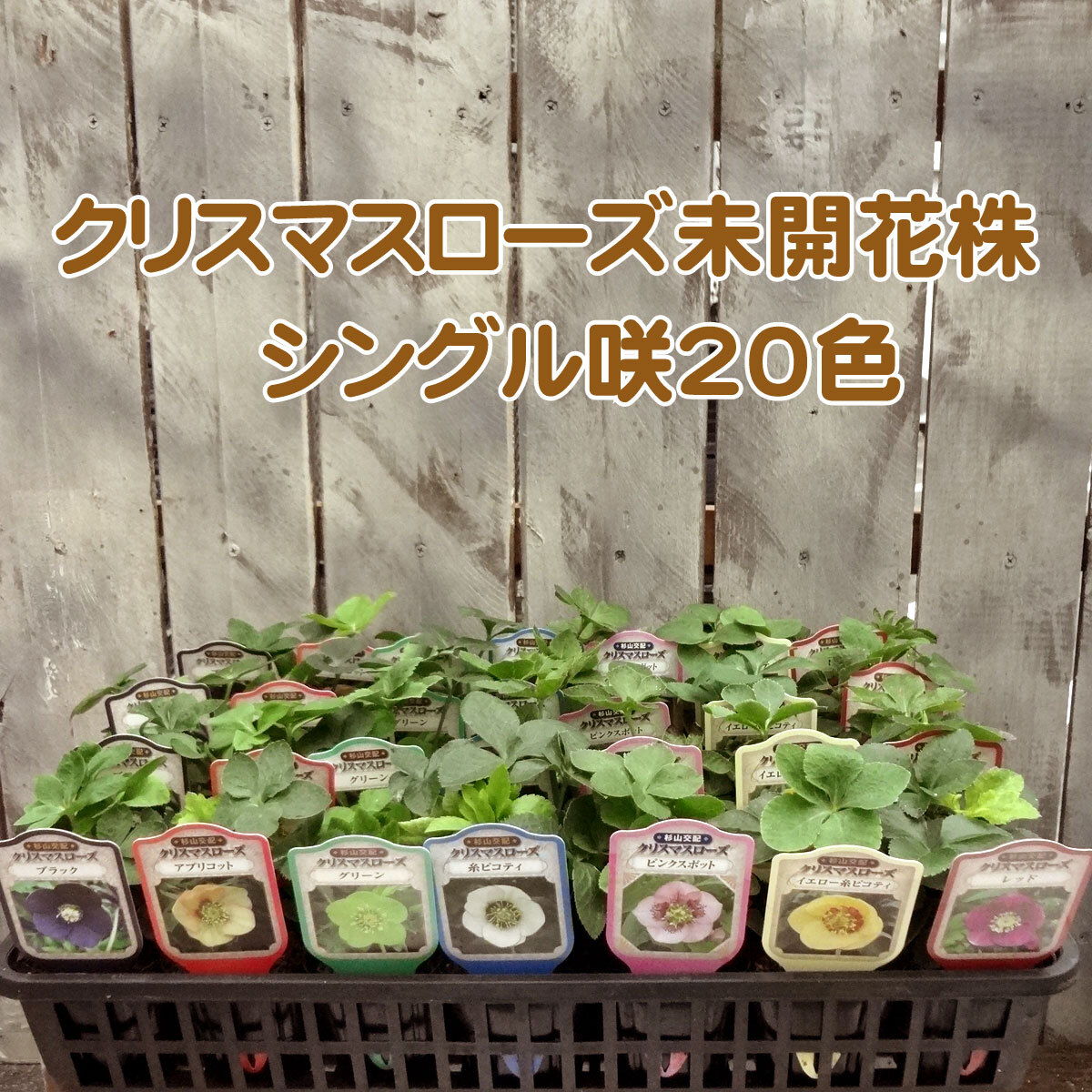 クリスマスローズ未開花株 シングル咲 20色 トヨタガーデン オンラインショップ Tg Base