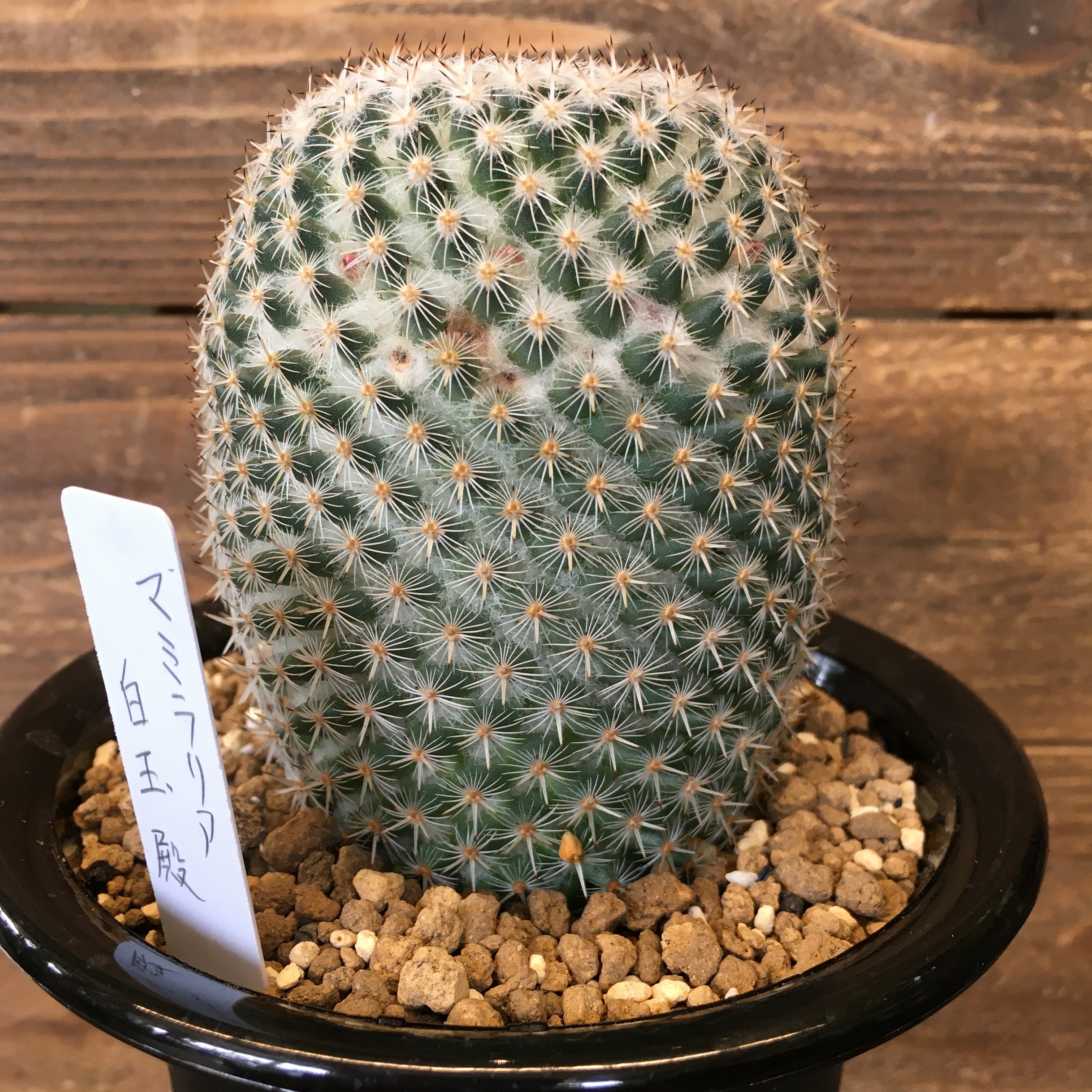 サボテン マミラリア 白玉殿 Protoleaf プロトリーフ サボテン マミラリア 白玉殿 Protoleaf プロトリーフ