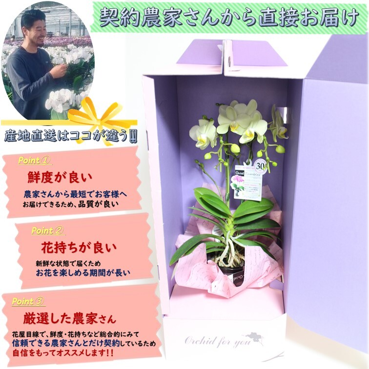ミディ胡蝶蘭3号2本立ち タンブラースリム3号2f Ee87