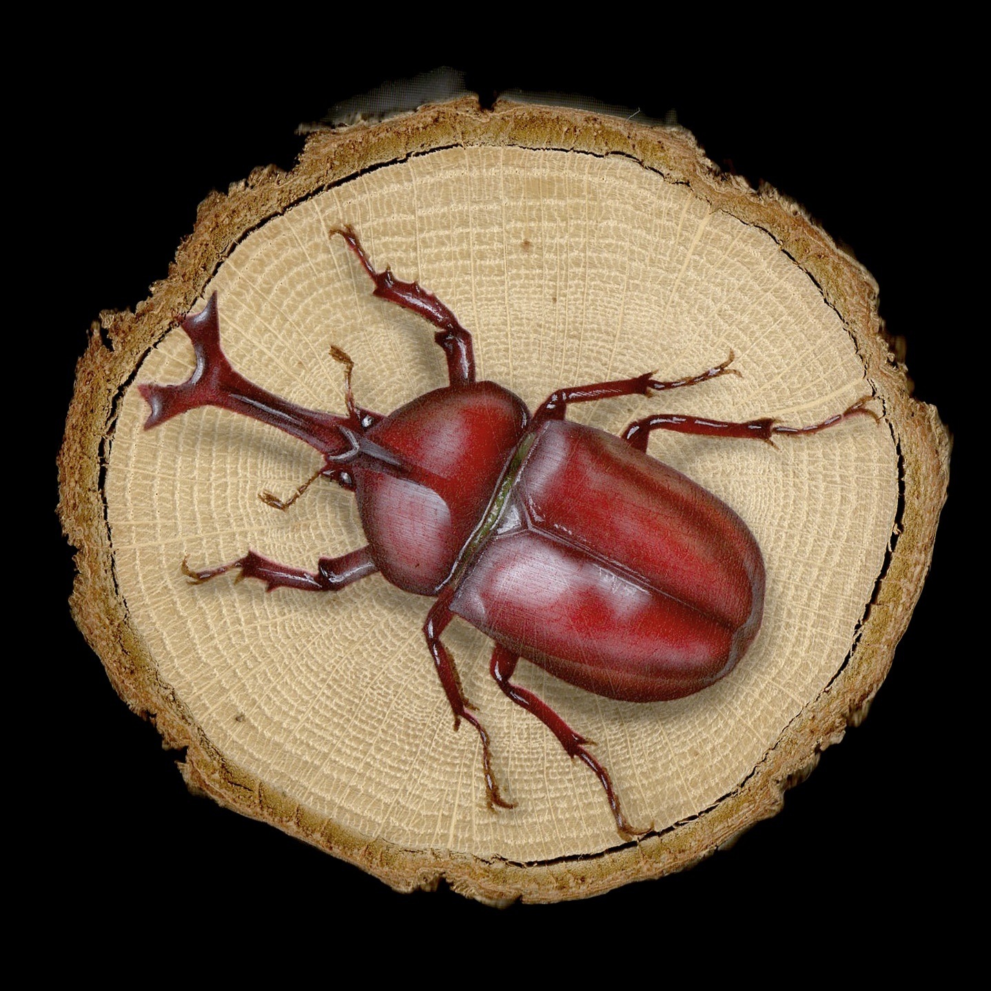【原画】輪切り絵アート：赤いカブトムシ Ver1.4 (Lucanus maculifemoratus) | Jギャラプラス