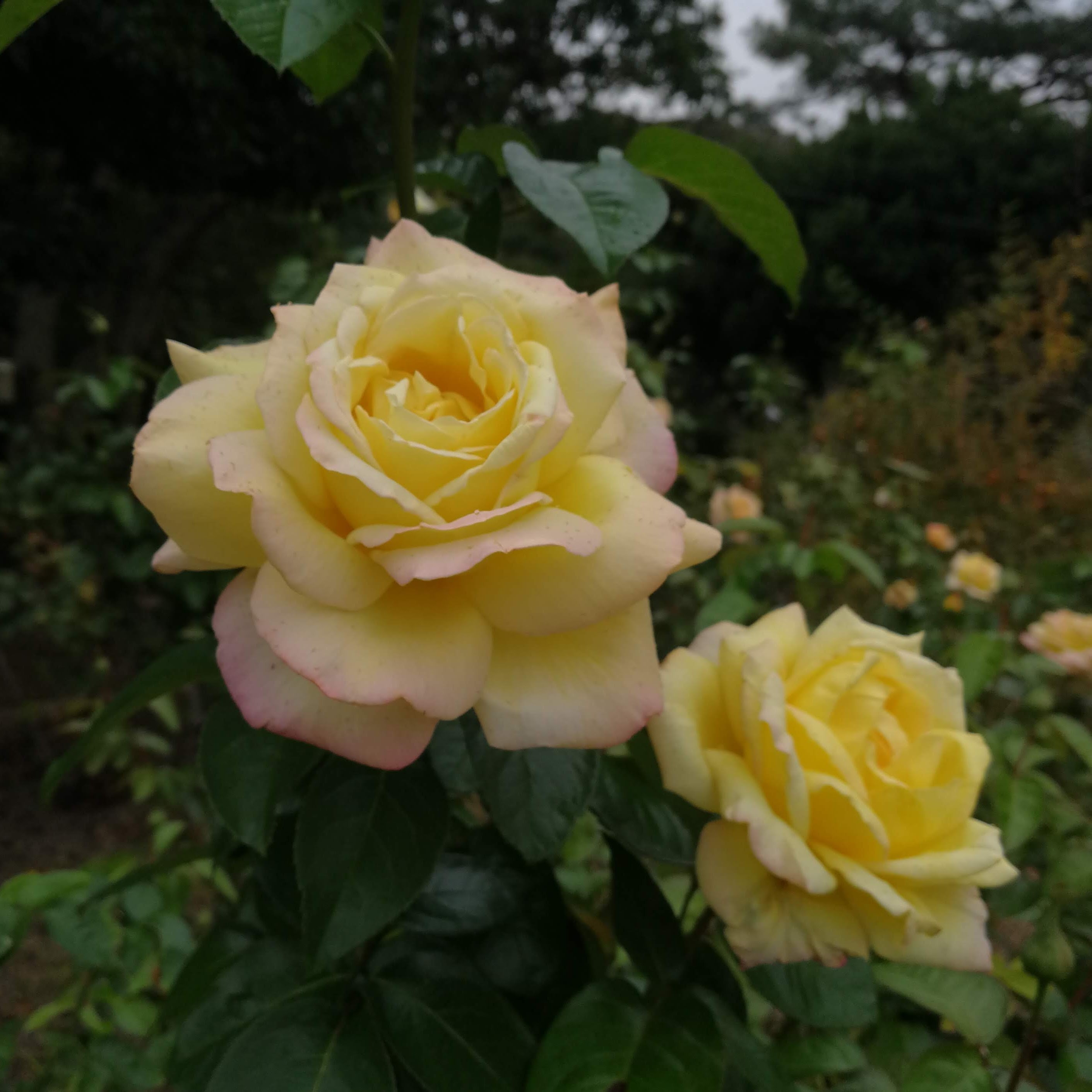 ピース マダム アントワーヌ メイアン Peace Madame A Meilland 21年度新苗予約 お届けは21年5月上旬以降 天空のバラ園 無農薬バラ苗 花苗 クレマチス ハーブ産直販売 ピース マダム アントワーヌ メイアン Peace Madame A Meilland 21年度新苗予約 お届けは21年5月上旬以降 天空のバラ園 無農薬バラ苗 花苗 クレマチス ハーブ産直販売