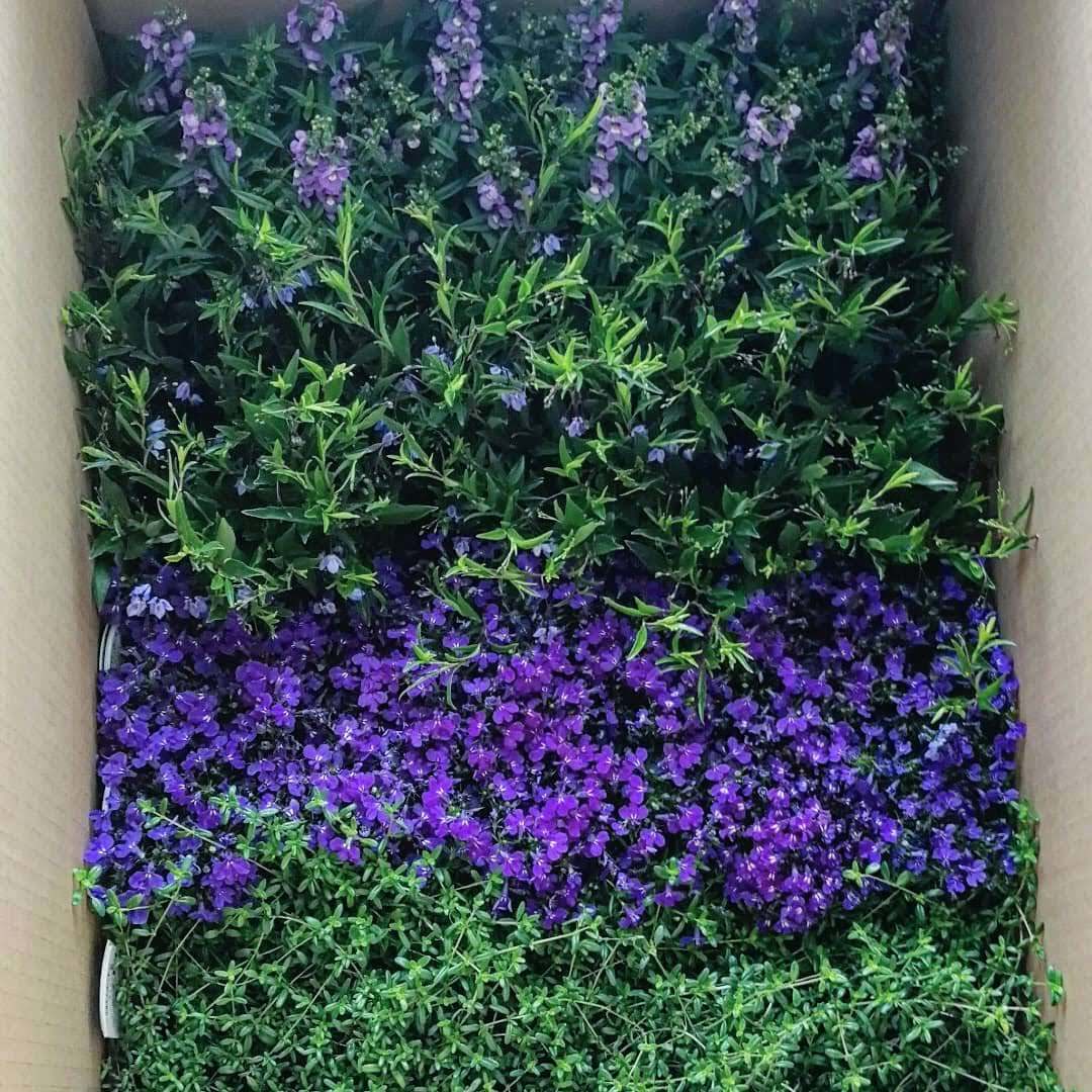 アップルミント Mentha Suaveolens 天空のバラ園 無農薬バラ苗 花苗 クレマチス ハーブ産直販売 アップルミント Mentha Suaveolens 天空のバラ園 無農薬バラ苗 花苗 クレマチス ハーブ産直販売