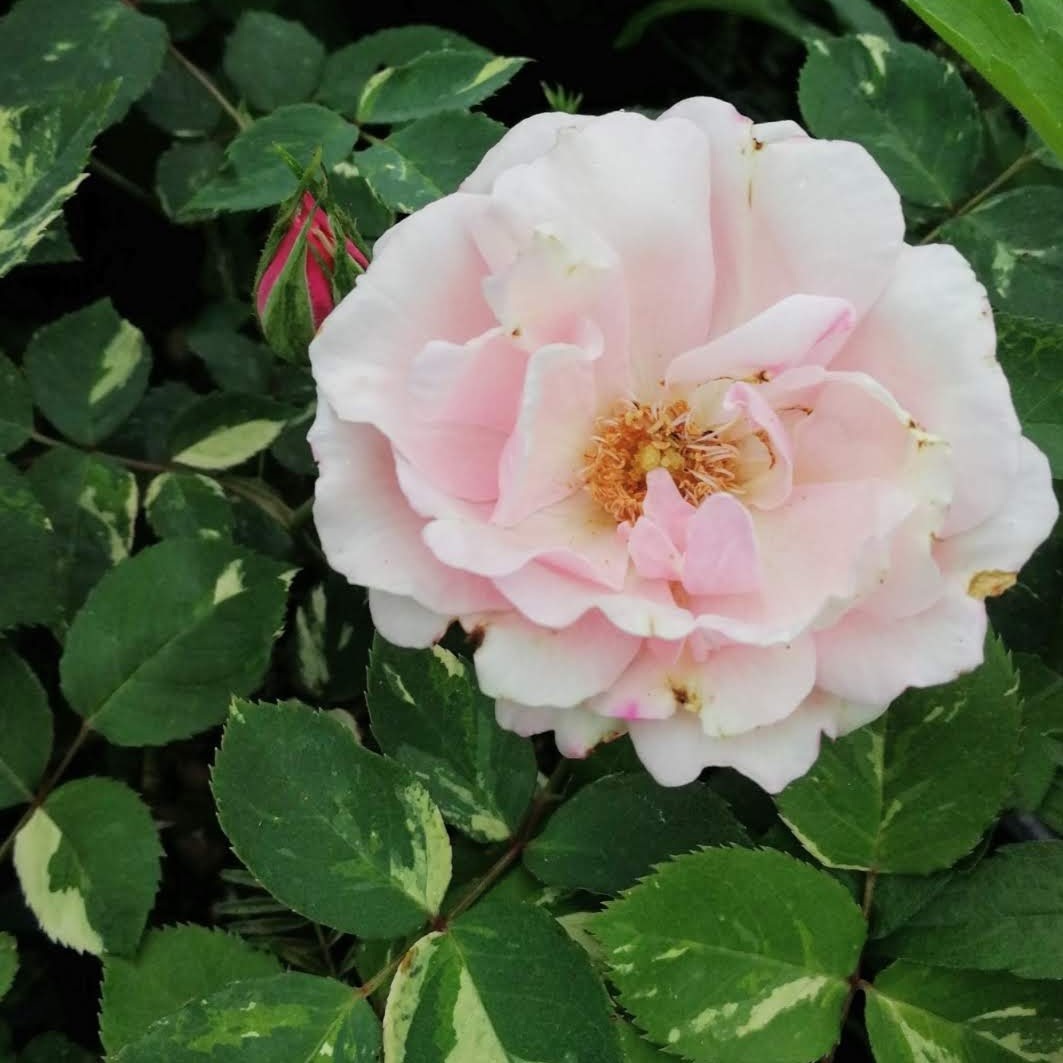 ヘルシューレン Verschuren 天空のバラ園 無農薬バラ苗 花苗 クレマチス ハーブ産直販売