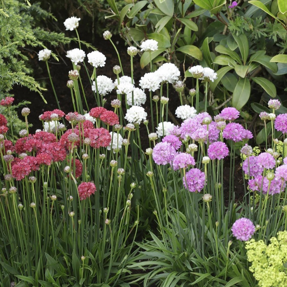 アルメリア 高性 Armeria Pseudarmeria 天空のバラ園 無農薬バラ苗 花苗 クレマチス ハーブ産直販売