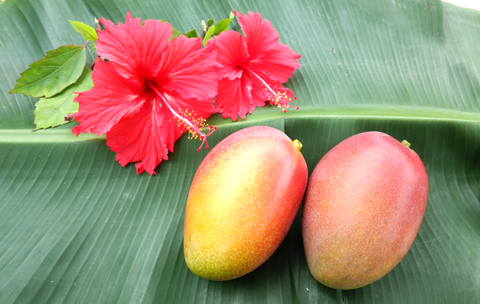 農薬 化学肥料不使用 完熟マンゴー 1kg Mana Mango Farm マナマンゴーファーム オンラインショップ