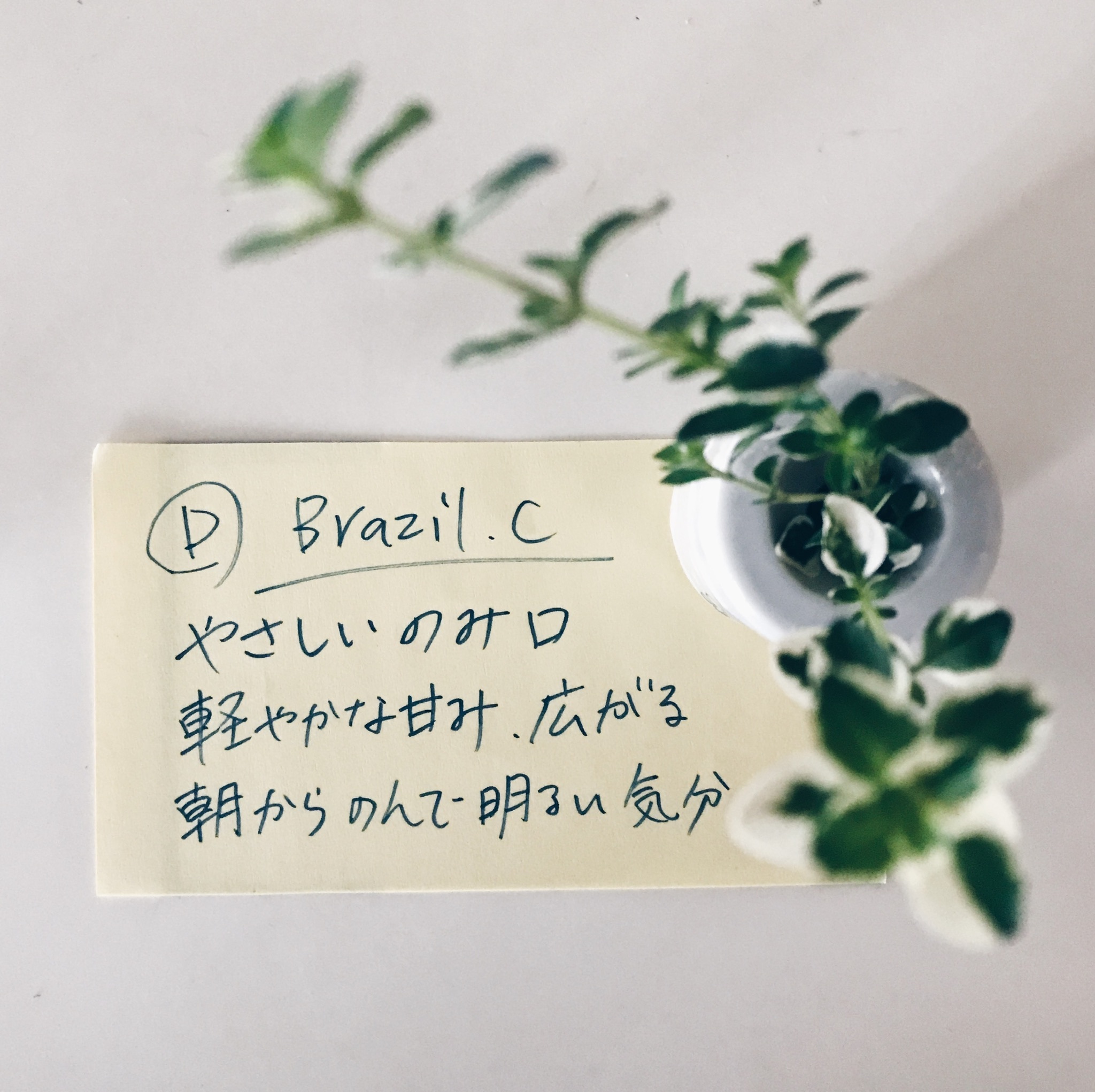 ブラジル 中煎り コーヒー豆 100g ひかるコーヒ