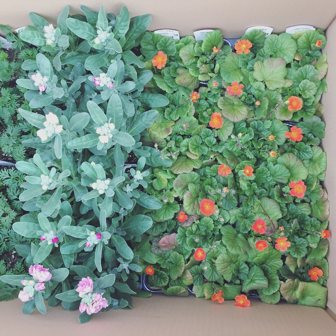 ネモフィラ メンジェシー Nemophila Menziesii 天空のバラ園 無農薬バラ苗 花苗 クレマチス ハーブ産直販売 ネモフィラ メンジェシー Nemophila Menziesii 天空のバラ園 無農薬バラ苗 花苗 クレマチス ハーブ産直販売