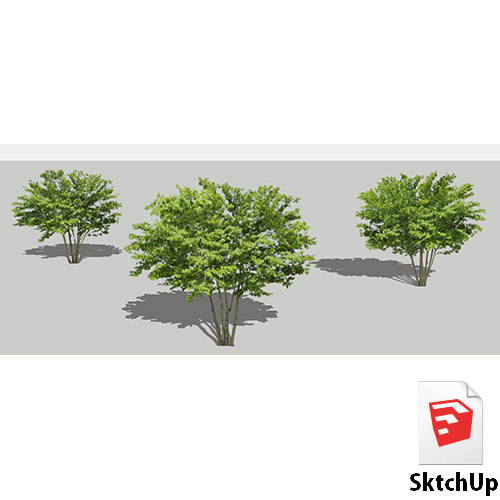 樹木SketchUp 4t_002 - 画像1