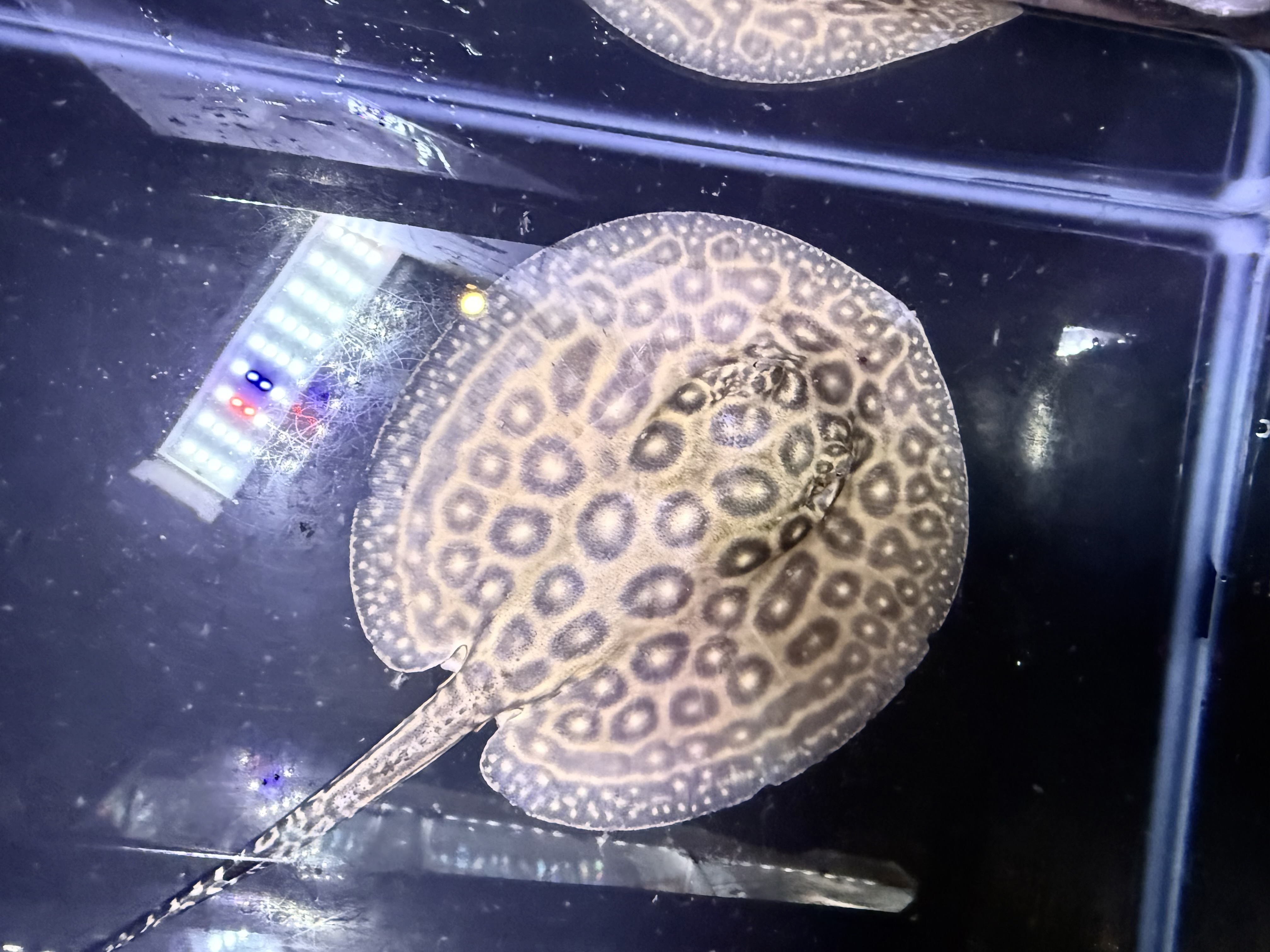 B09①   クロコダイルスティングレー　♂  体盤14㎝前後