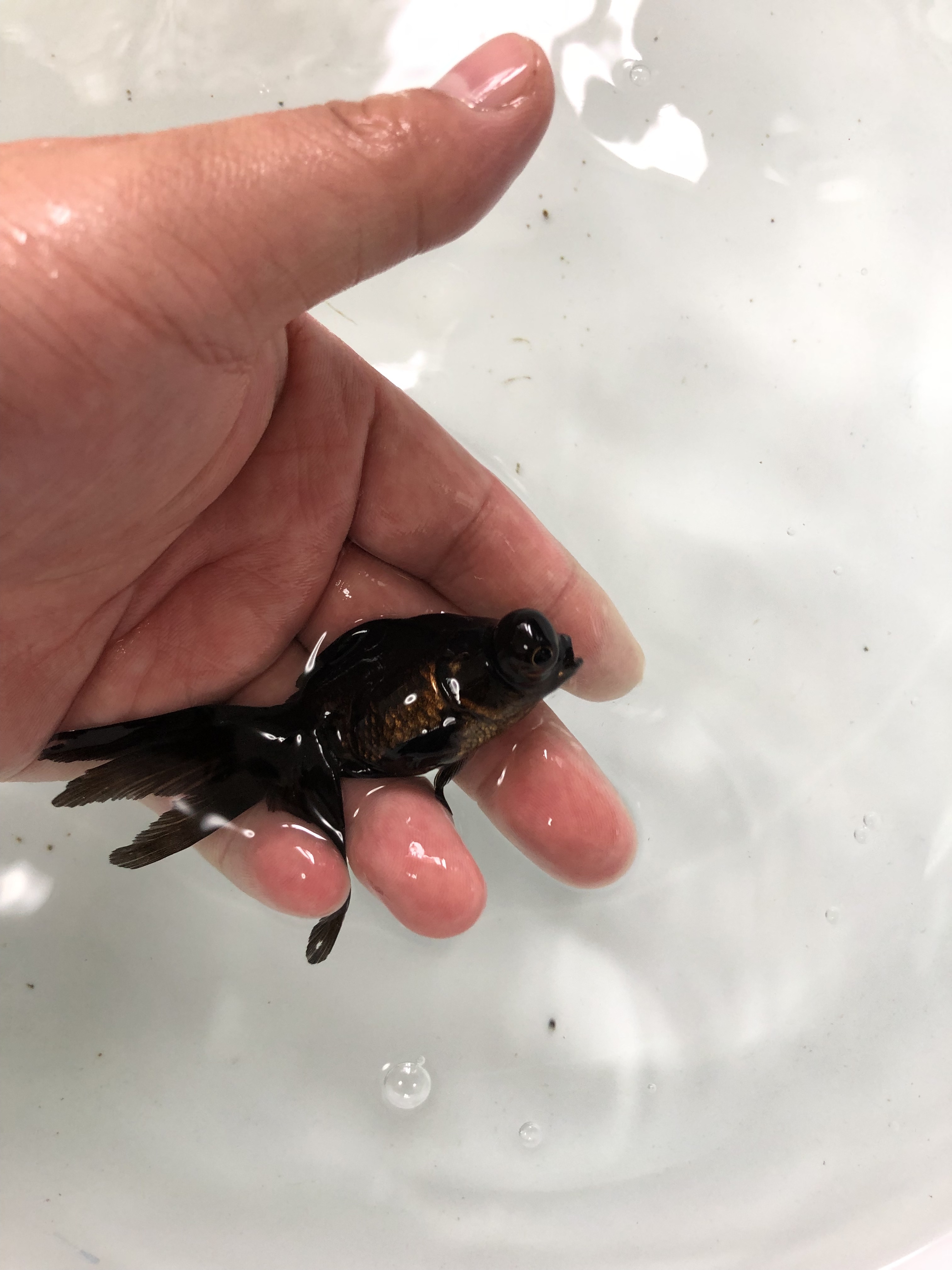 黒出目金 弥富産 金魚宝房