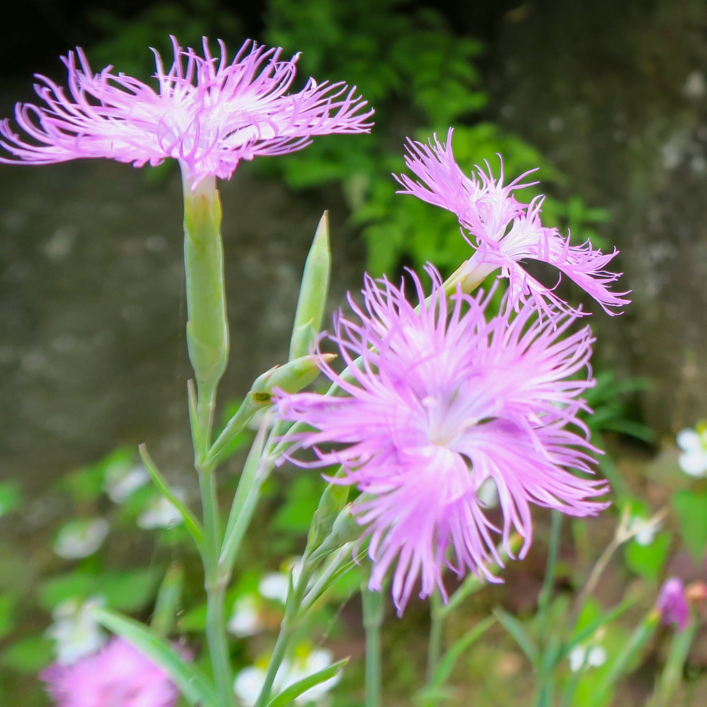 カワラナデシコ ミーティア Dianthus Superbus 天空のバラ園 無農薬バラ苗 花 ハーブ産直販売