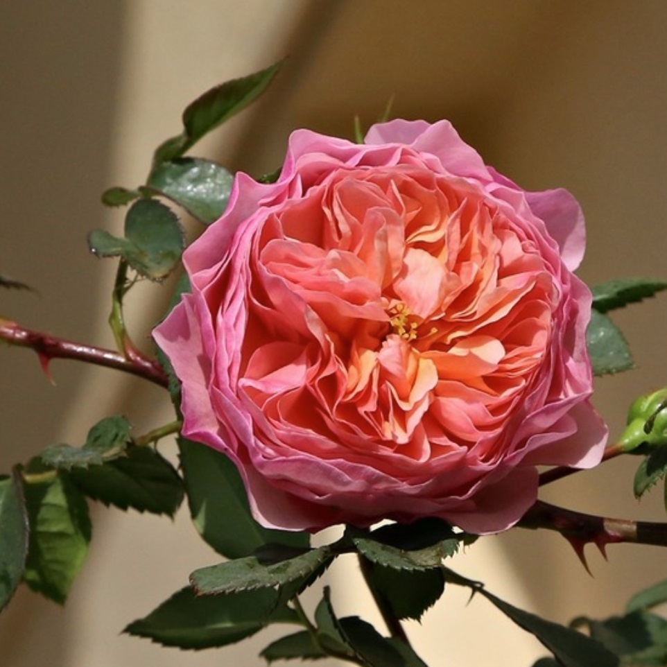 ウィリアム モーリス William Morris 22年度新苗予約 お届けは22年5月上旬以降 天空のバラ園 無農薬バラ 苗 花苗 クレマチス ハーブ産直販売 ウィリアム モーリス William Morris 22年度新苗予約 お届けは22年5月上旬以降 天空のバラ園 無農薬バラ 苗 花苗 クレマチス ハーブ産直販売