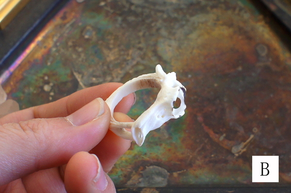 鹿角彫刻の指輪（鹿頭骨） | deer bone "hai"