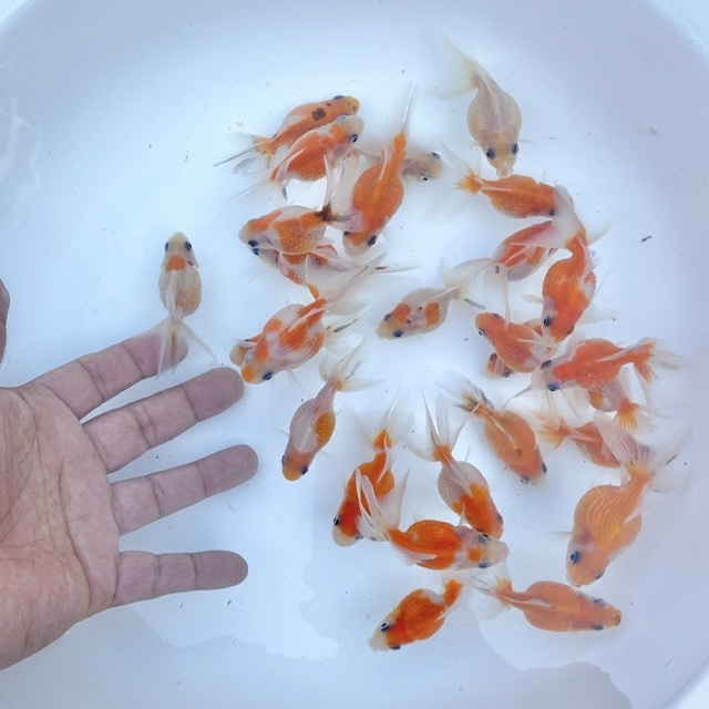 金魚 生体 浜錦 ミックス 1匹 8センチ前後 中国産 選びなし 金魚 Sakura Sarasa