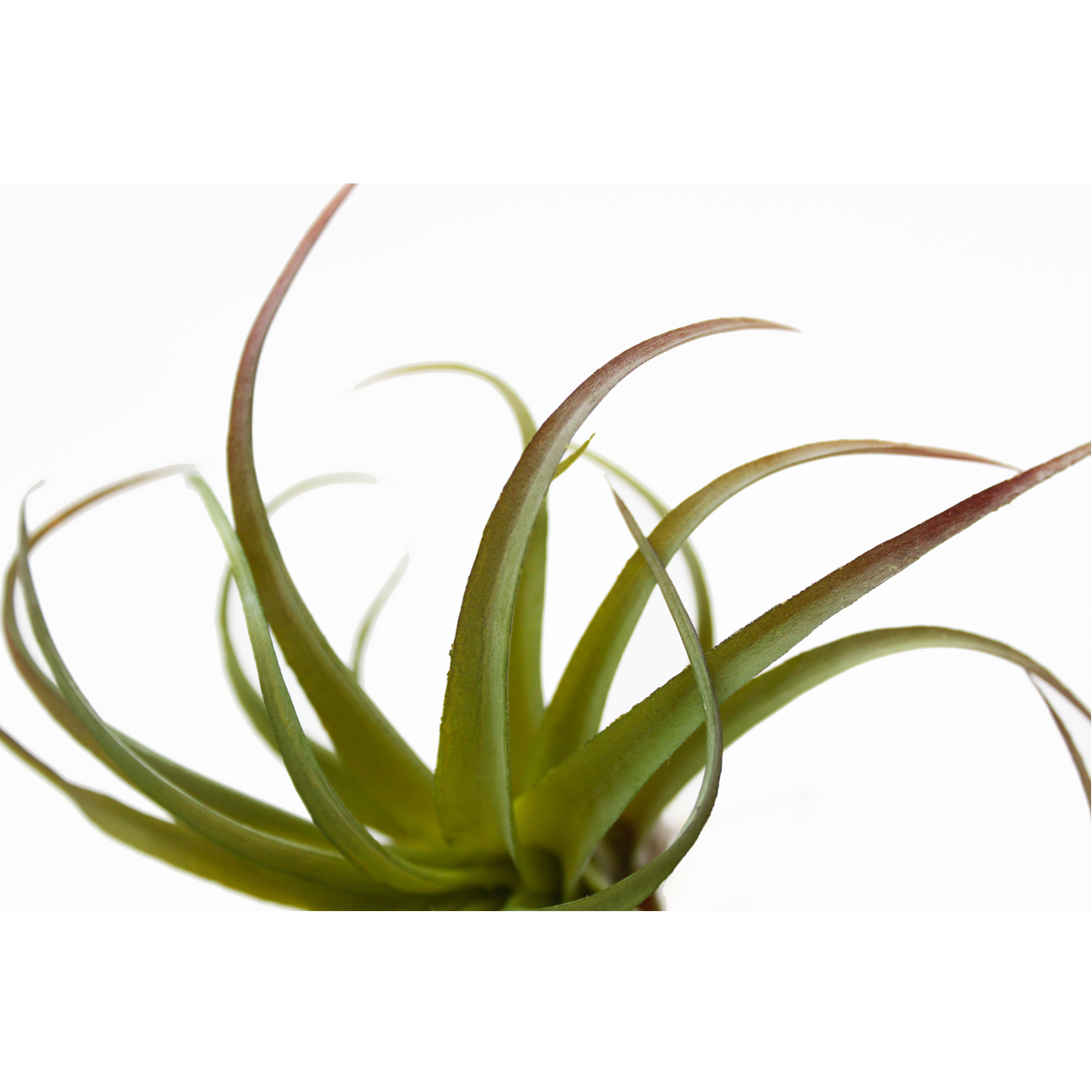 観葉植物 フェイクグリーン エアプランツ チランジア ピック ライム インテリア 造花 雑貨 Diy Hachi 08 観葉植物 フェイクグリーン エアプランツ チランジア ピック ライム インテリア 造花 雑貨 Diy Hachi 08