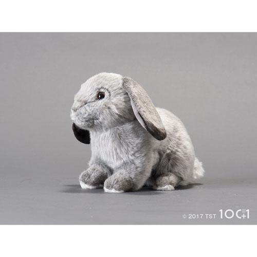100 1 ぬいぐるみ ホーランドロップ うさぎセレクトショップ森音 東京神田のうさぎ雑貨 100 1 ぬいぐるみ ホーランドロップ うさぎセレクトショップ森音 東京神田のうさぎ雑貨