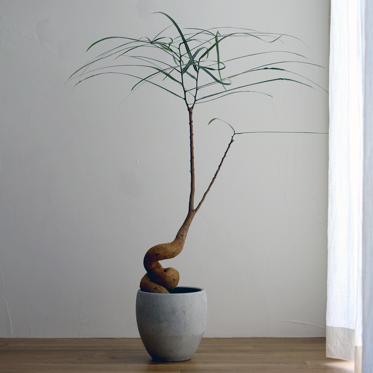 ボトルツリー 花工房あげたけonline ボトルツリー 花工房あげたけonline