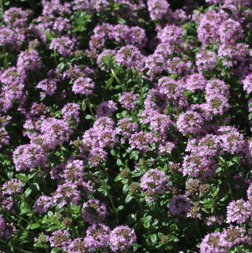 タイム ロンギカリウス 天空のバラ園 無農薬バラ苗 花苗 クレマチス ハーブ産直販売