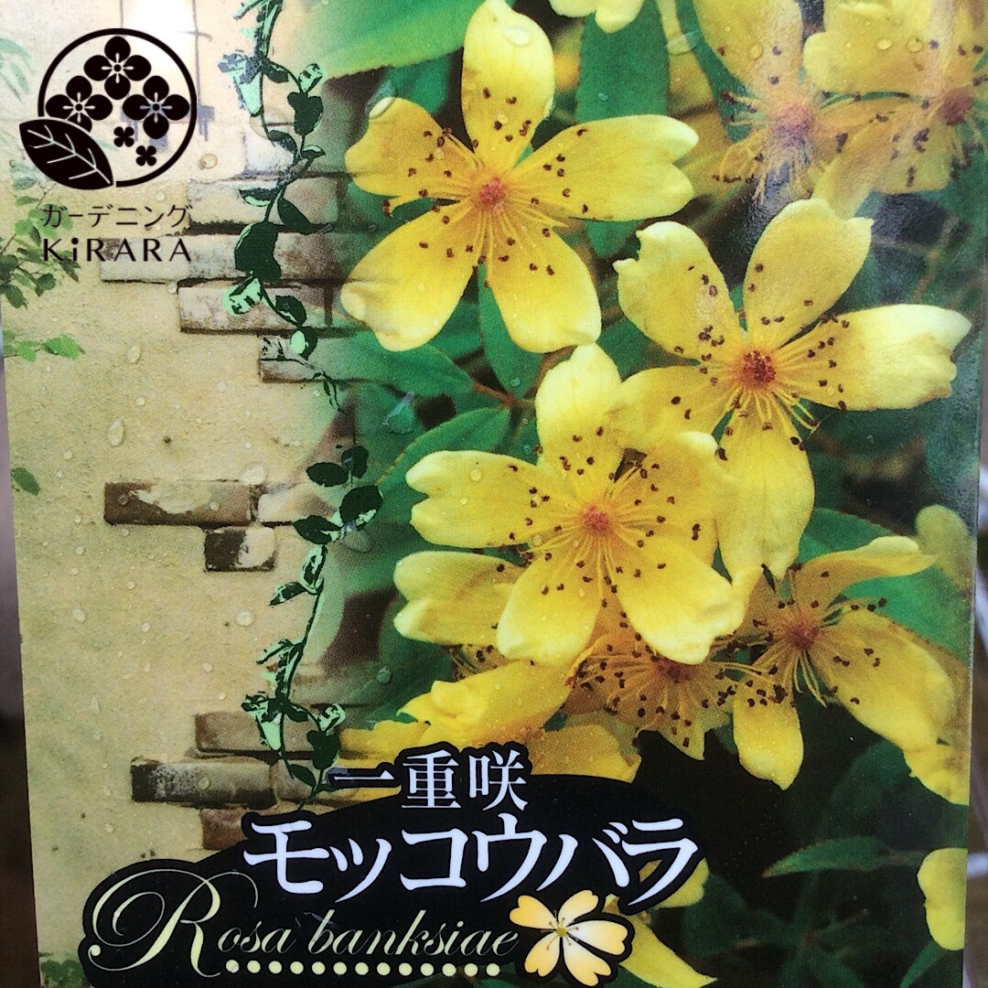 ベスト50 モッコウバラ 一重 最高の花の画像