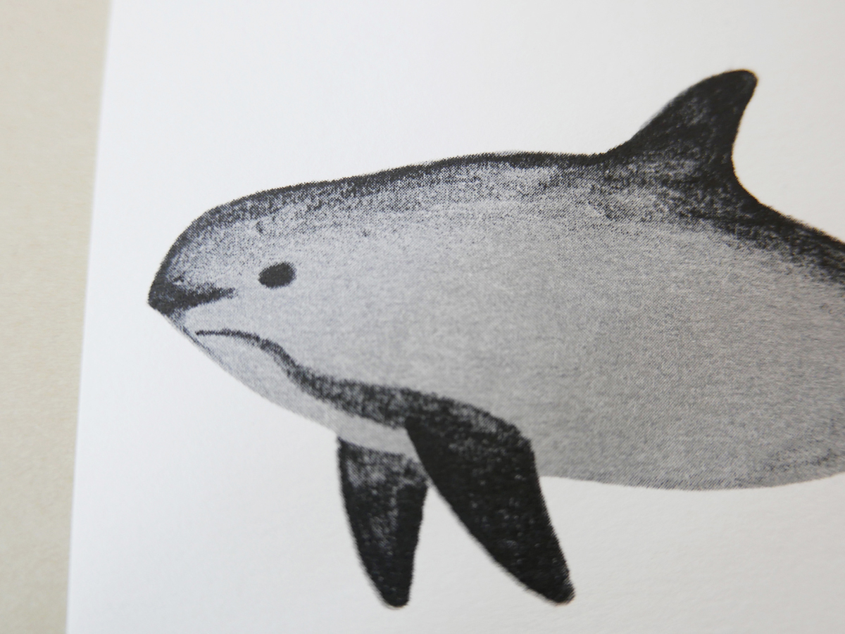 ネズミイルカ Harbour Porpoise Japaneseclass Jp ネズミイルカ Harbour Porpoise Japaneseclass Jp