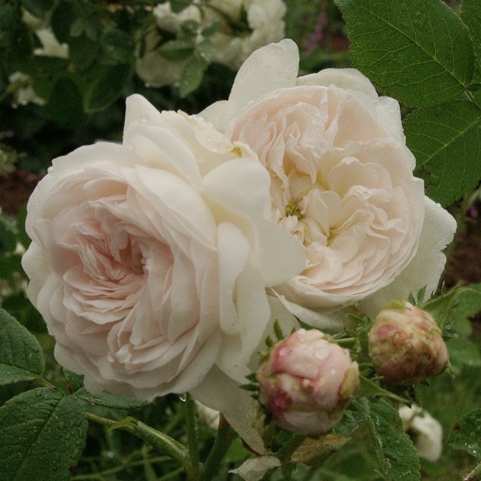 マダム ゾイットマン Mme Zoetmans 天空のバラ園 無農薬バラ苗 花苗 クレマチス ハーブ産直販売