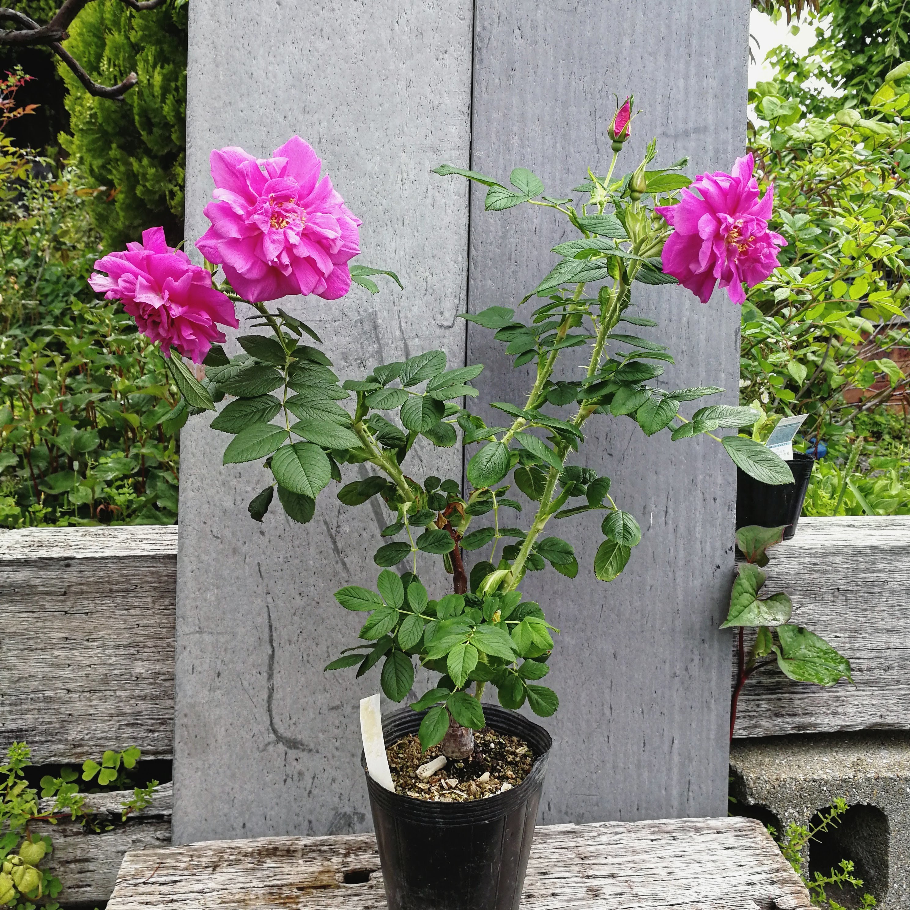 ロサ バンクシア ルテセンス Rosa Banksiae Lutescens 天空のバラ園 無農薬バラ苗 花苗 クレマチス ハーブ産直販売 ロサ バンクシア ルテセンス Rosa Banksiae Lutescens 天空のバラ園 無農薬バラ苗 花苗 クレマチス ハーブ産直販売