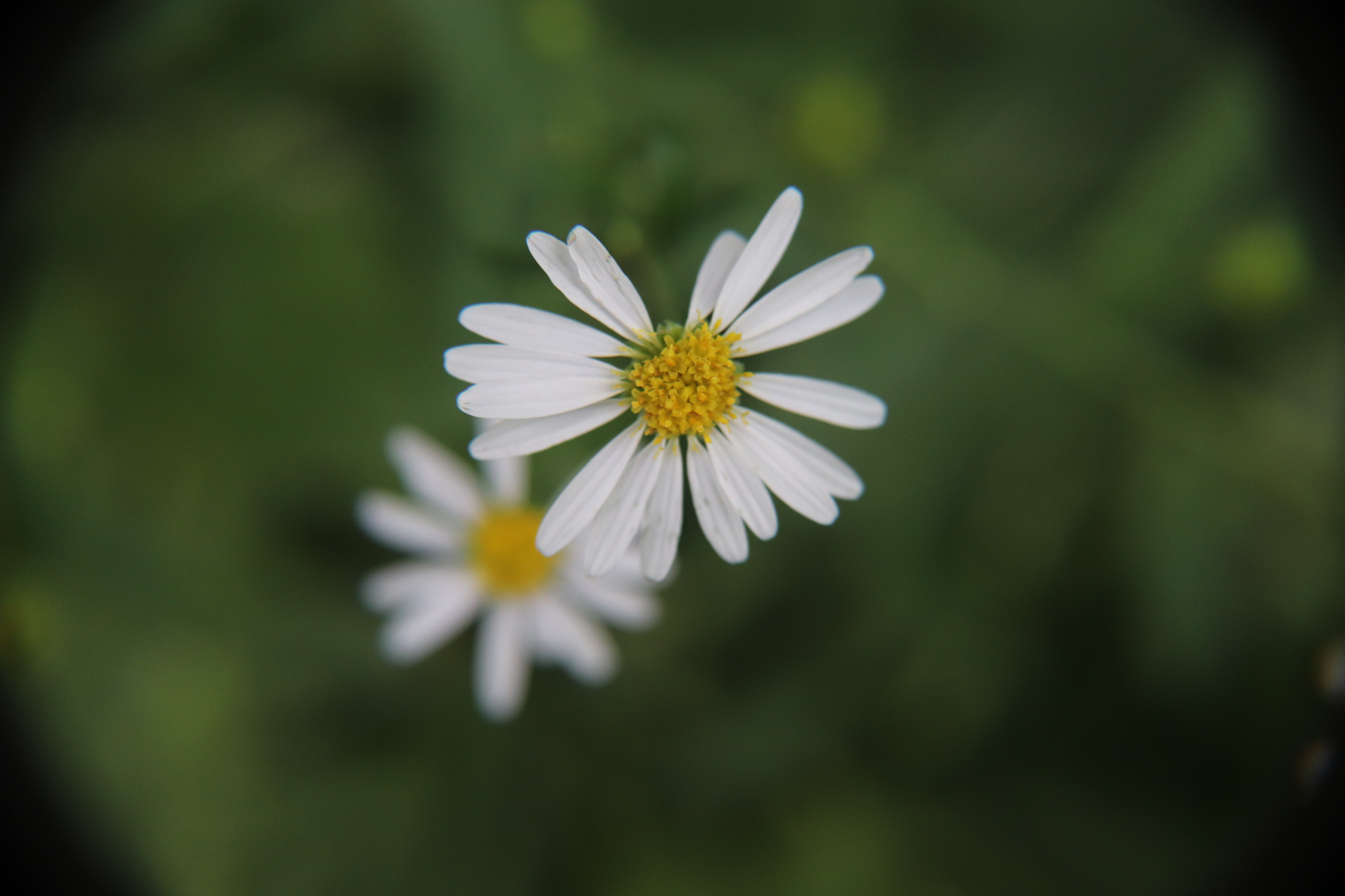 サワシロギク（沢白菊）９ｃｍポット【山野草　花苗　草花　多年草　宿根草　日向　ガーデニング　耐寒性あり】