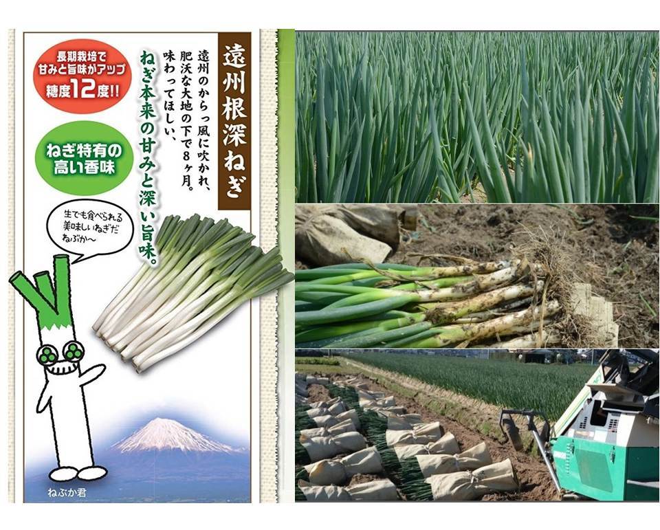 冷凍いわたねぎ巻き餃子(25g×8個) - 画像2