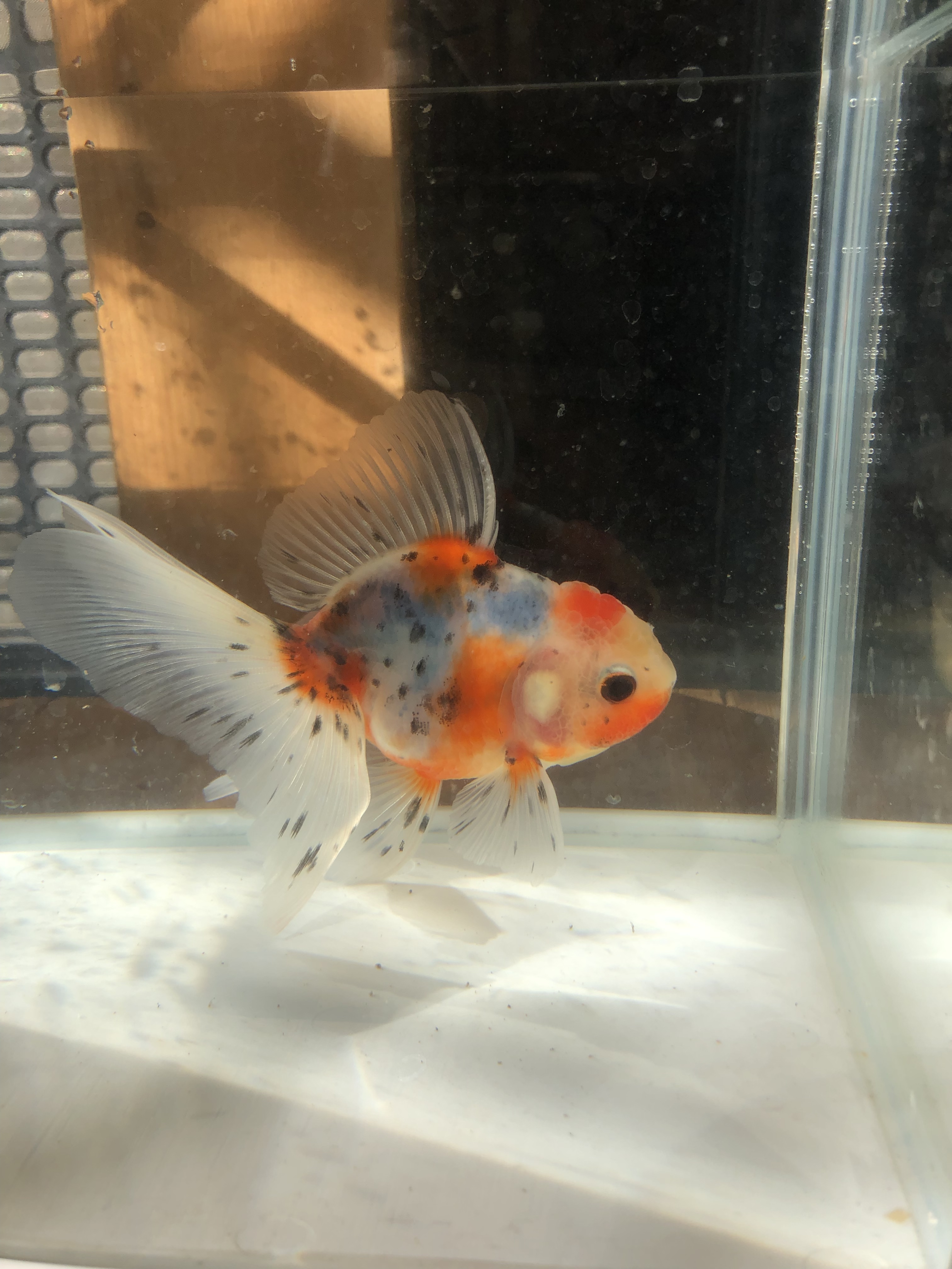 キャリコハーフムーンオランダ 金魚宝房 キャリコハーフムーンオランダ 金魚宝房