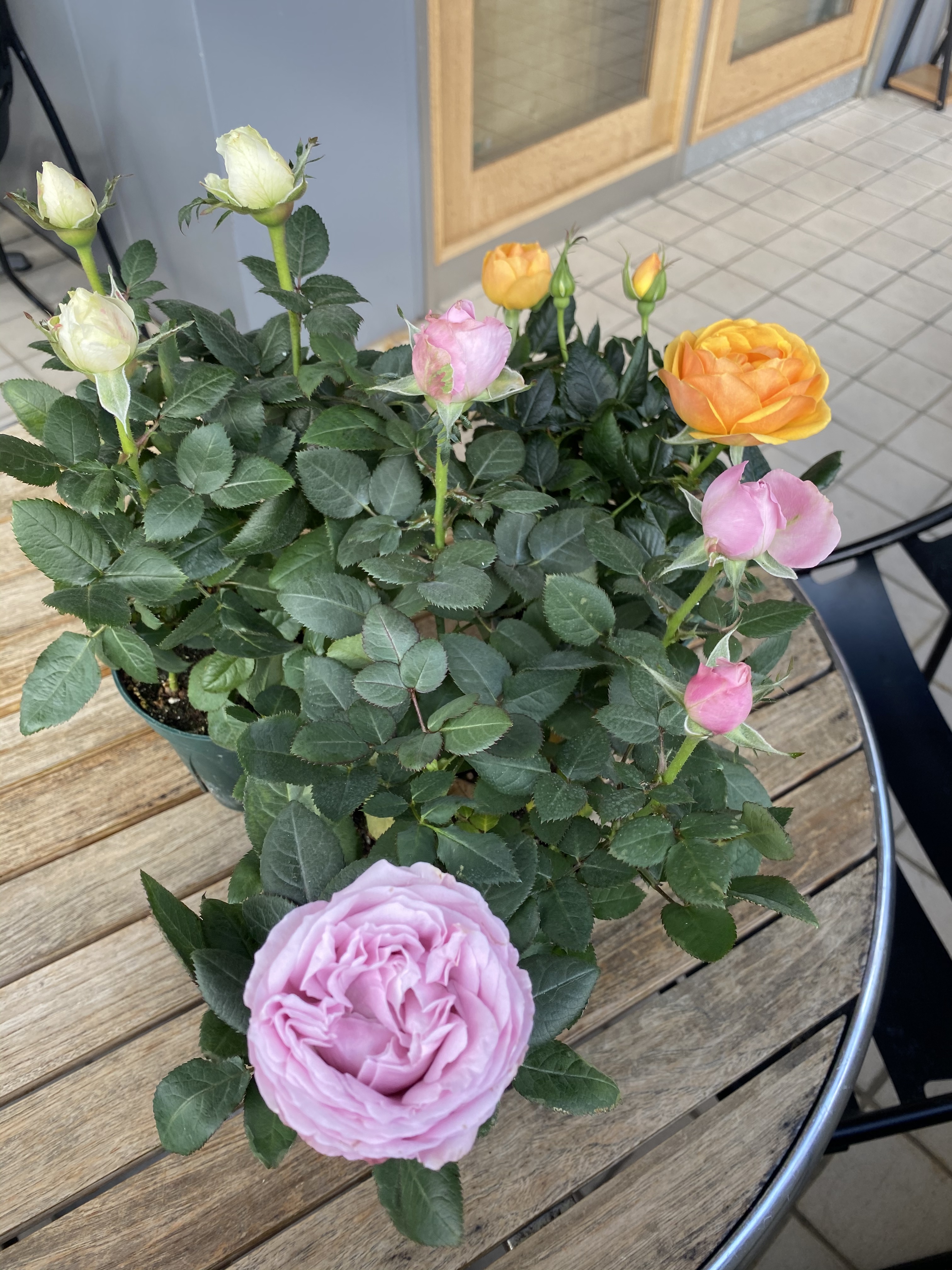 送料無料 ミニバラ インフィニティローズ オレンジ 4号 苗 Florist Lulu Flower ルルフラワー オンラインストア 送料無料 ミニバラ インフィニティローズ オレンジ 4号 苗 Florist Lulu Flower ルルフラワー オンラインストア