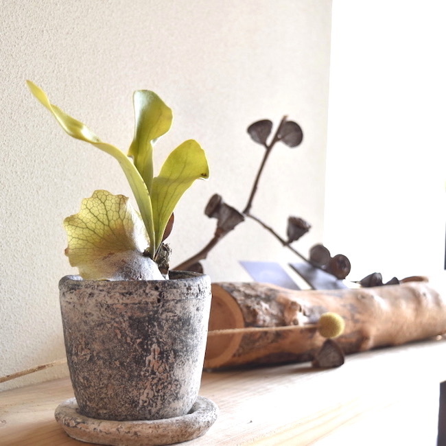 コウモリランと白の鉢 Graceup Green コウモリランと白の鉢 Graceup Green