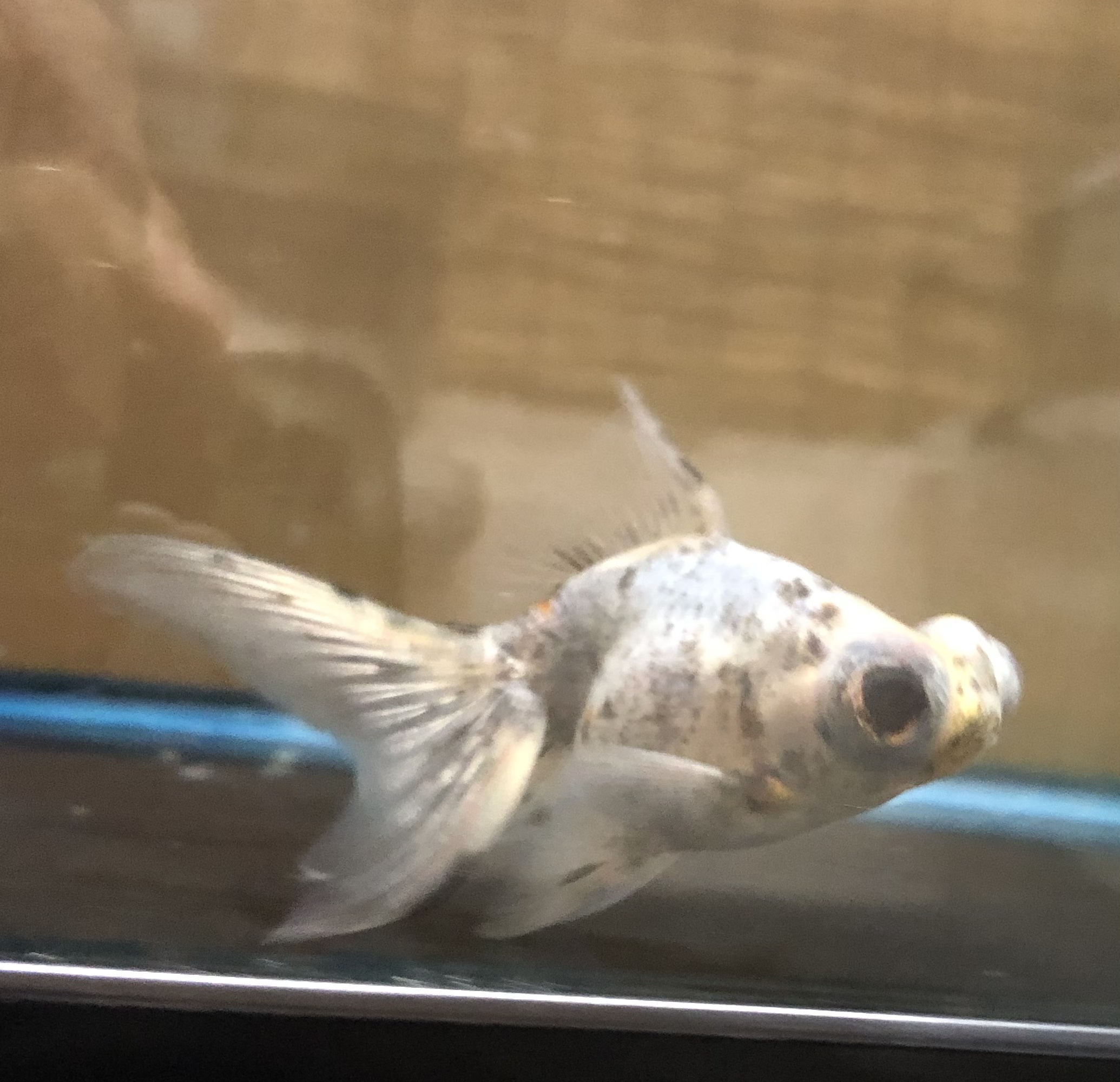 絣出目金 金魚宝房